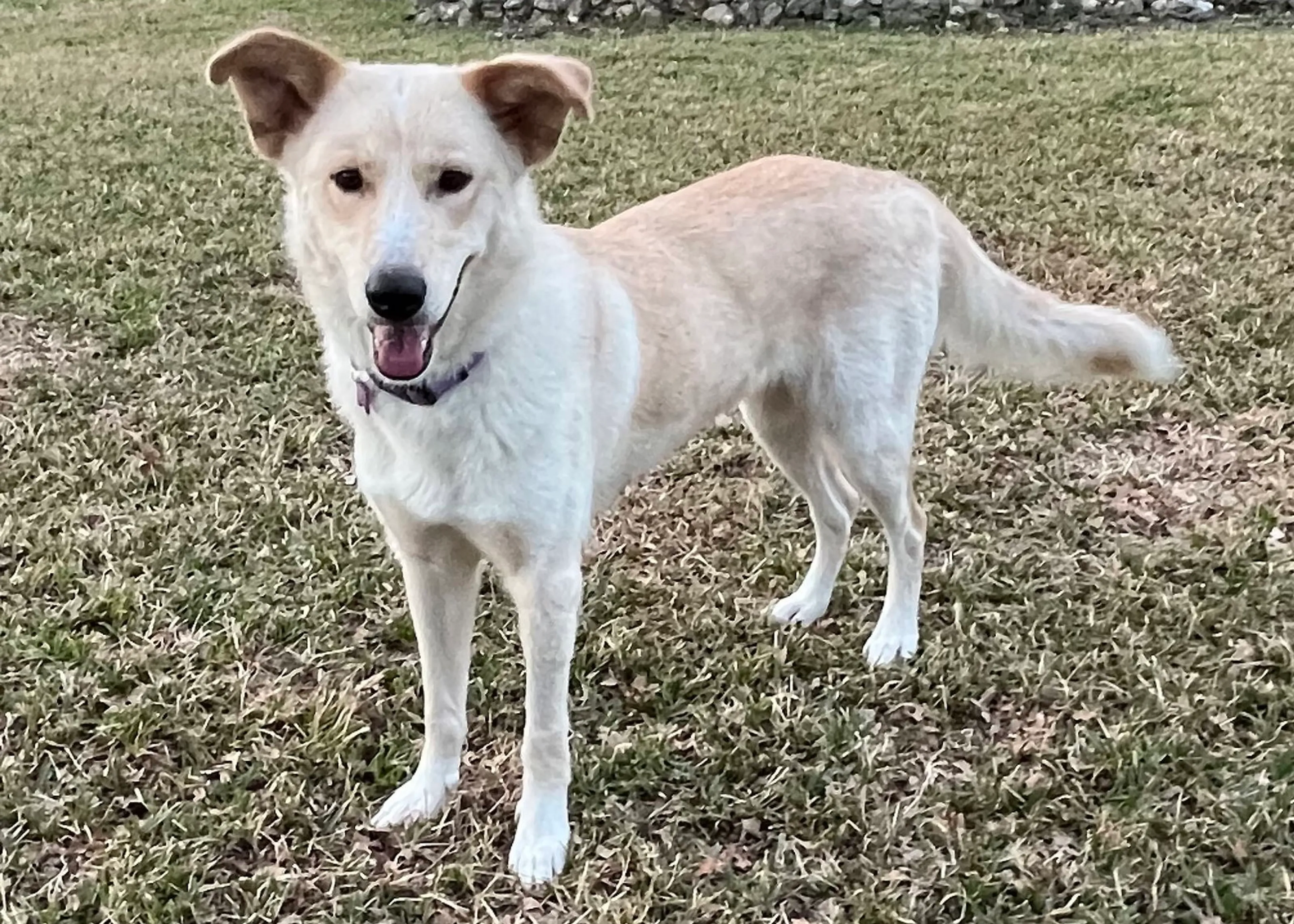 Found pet-4