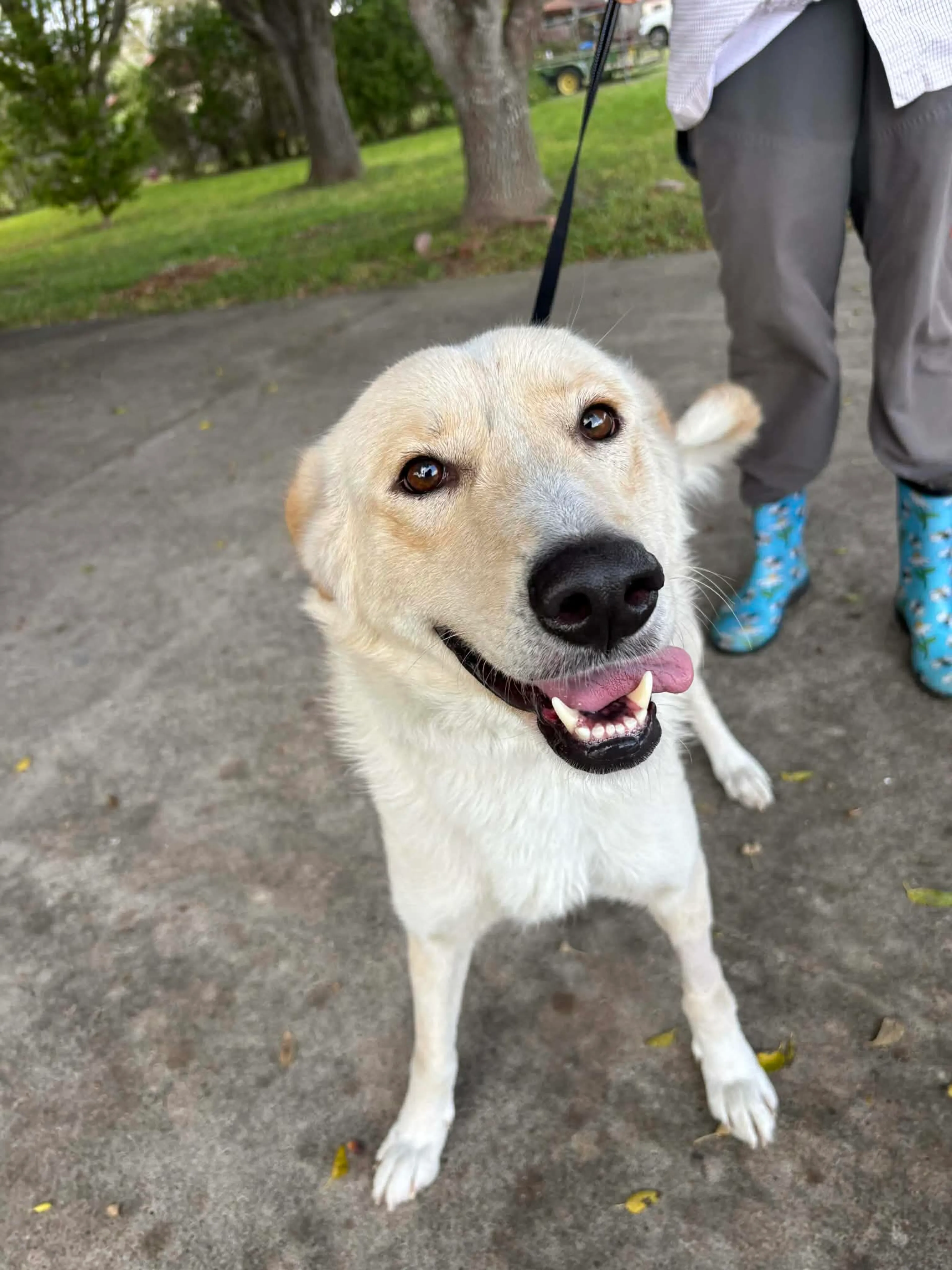 Found pet-8