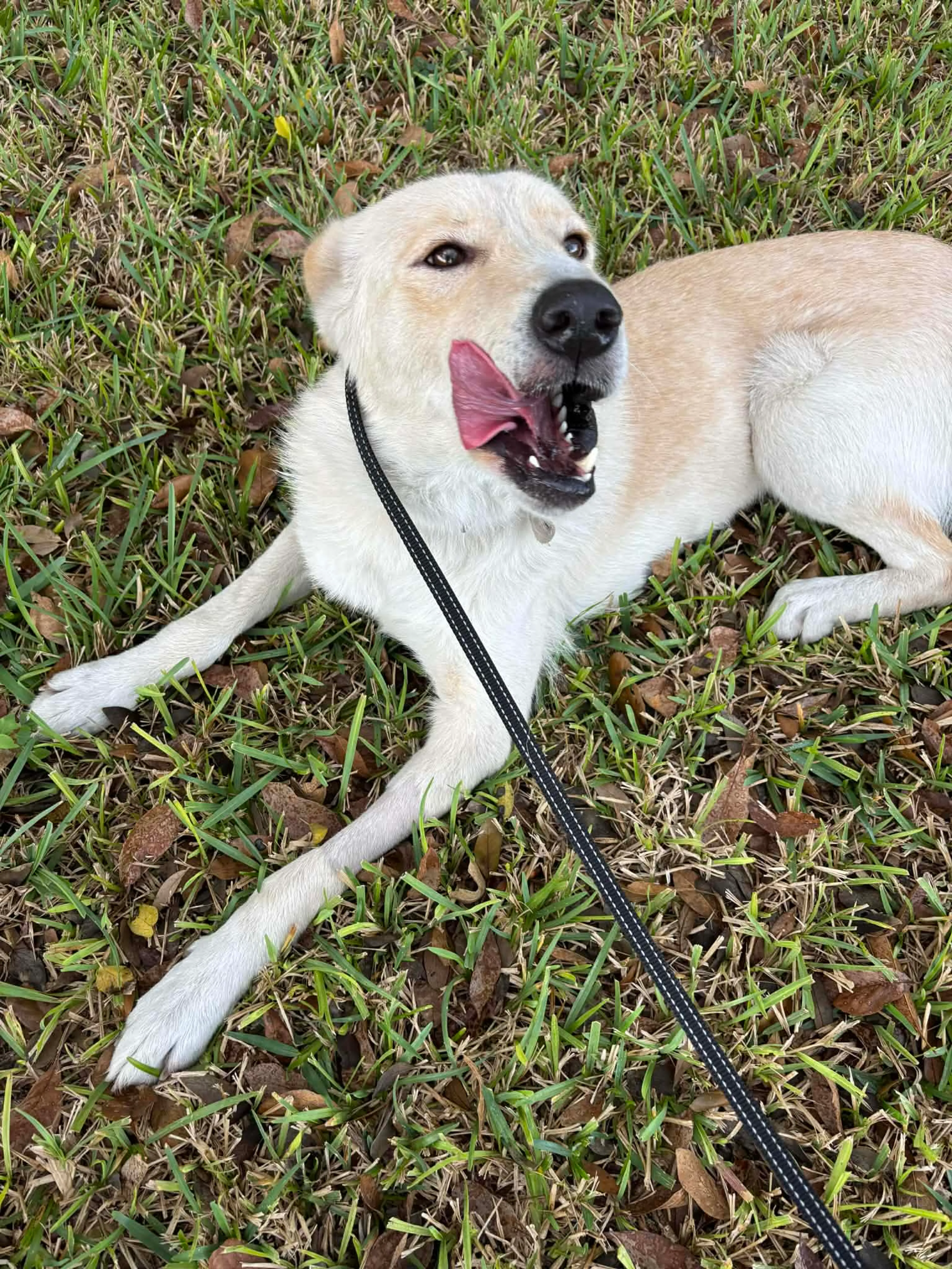 Found pet-10