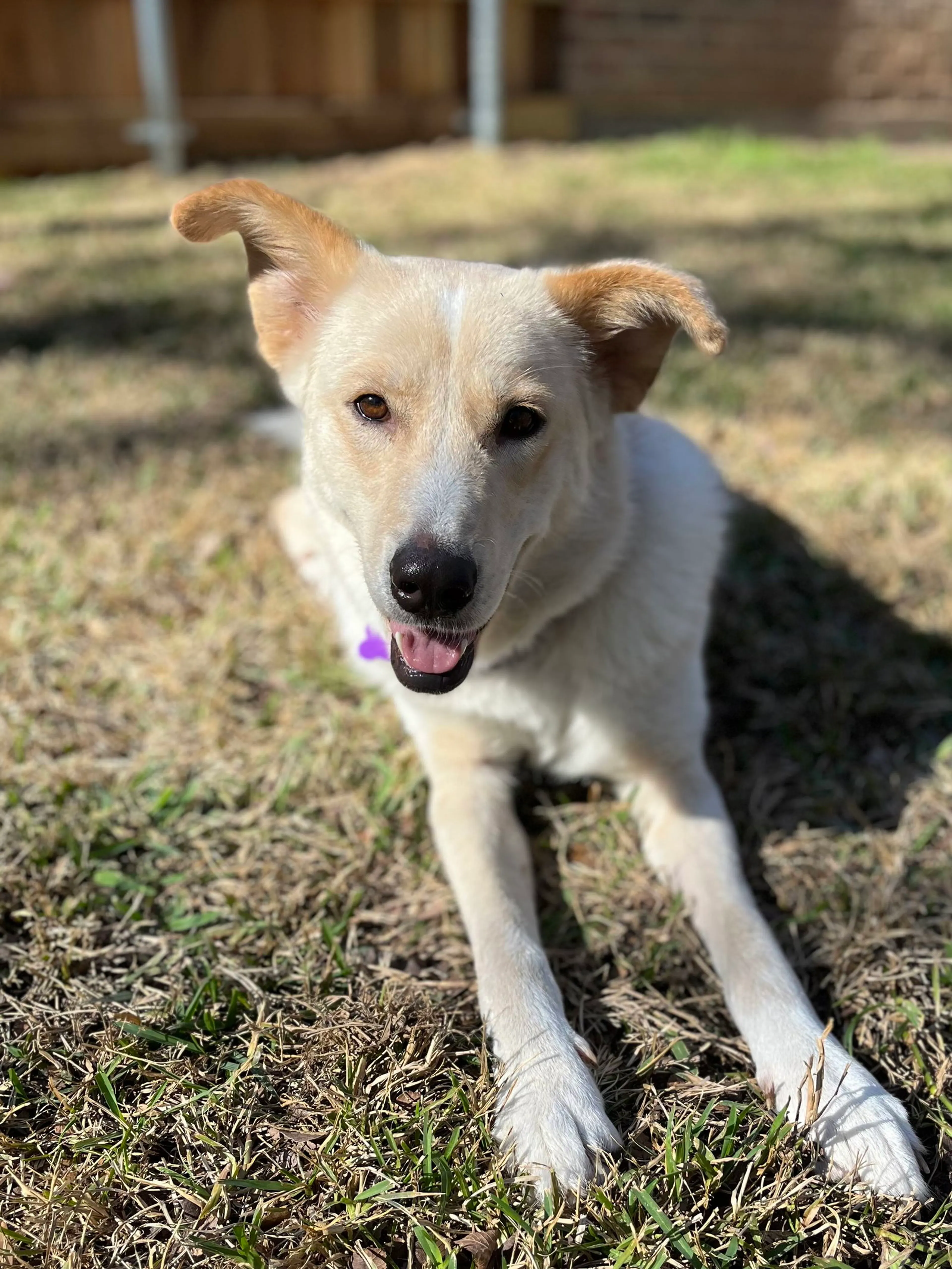 Found pet-5
