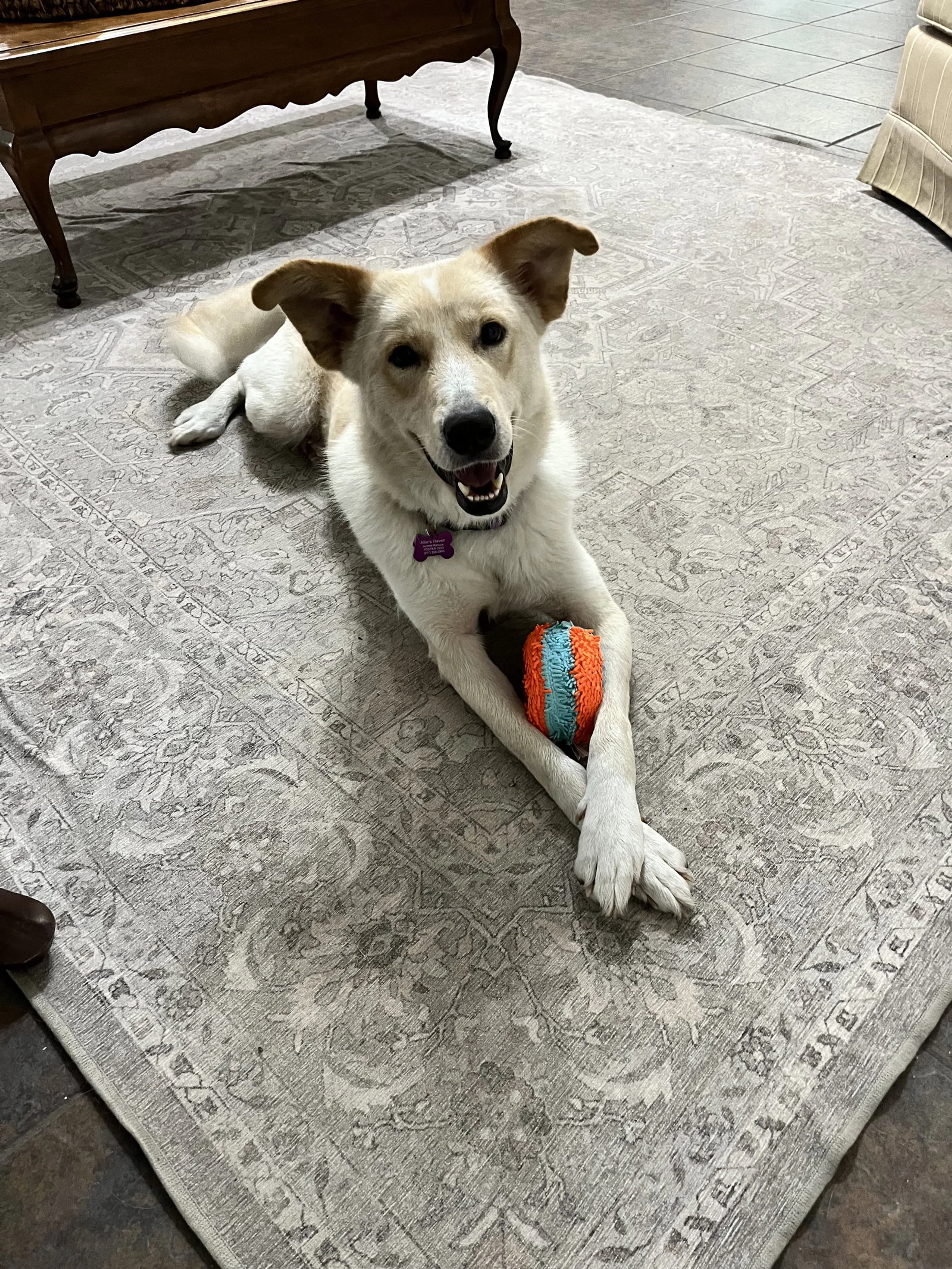 Found pet-9