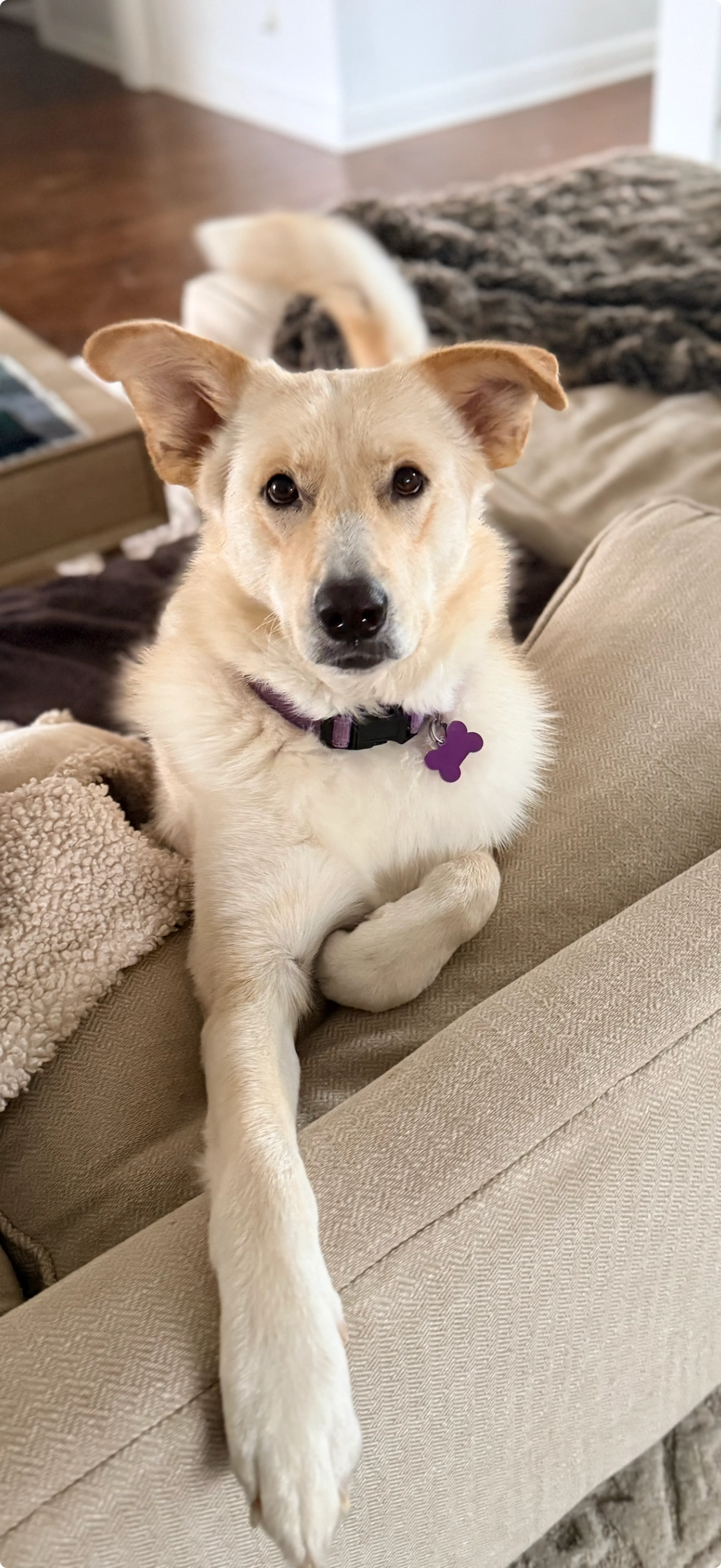 Found pet-2