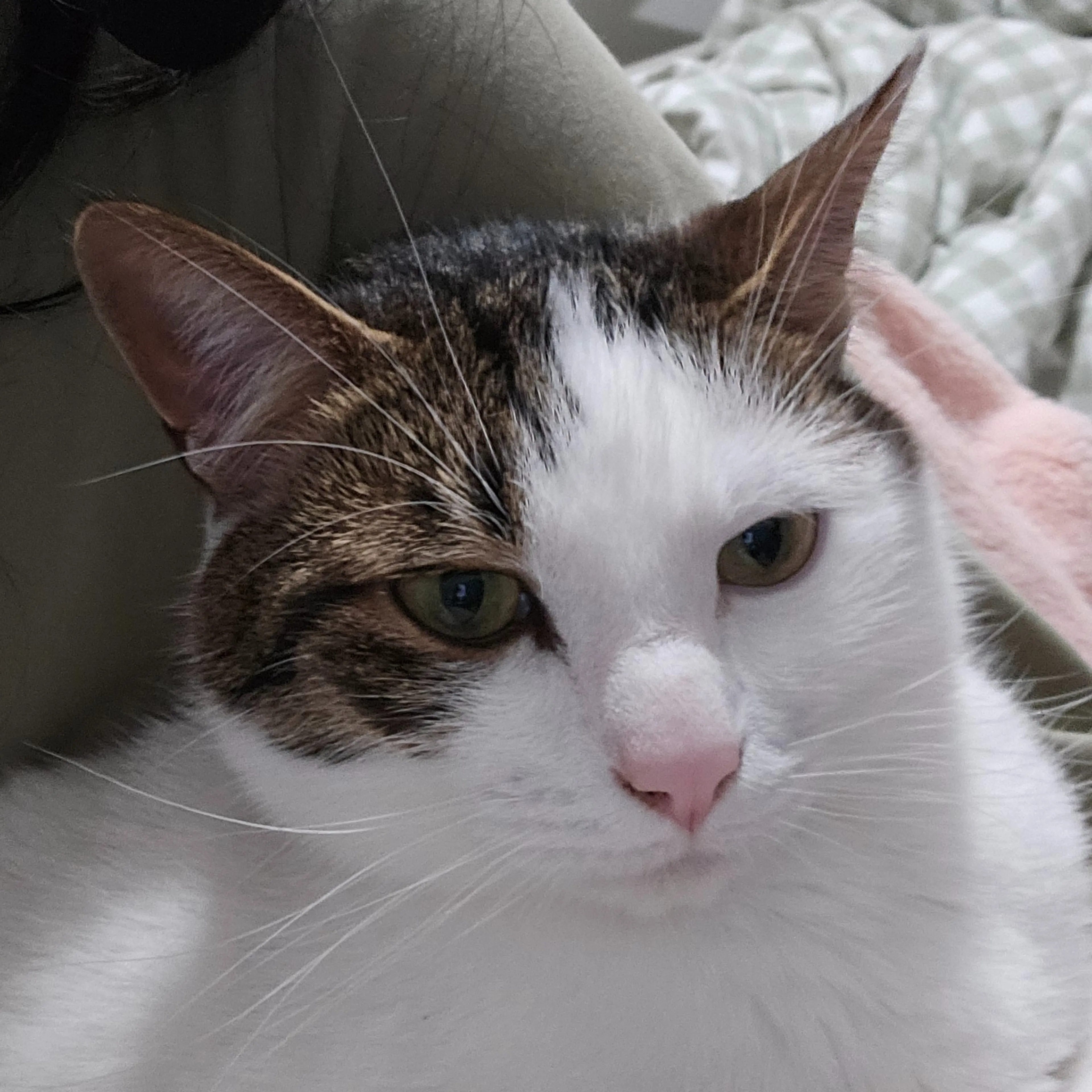 Lost pet-2