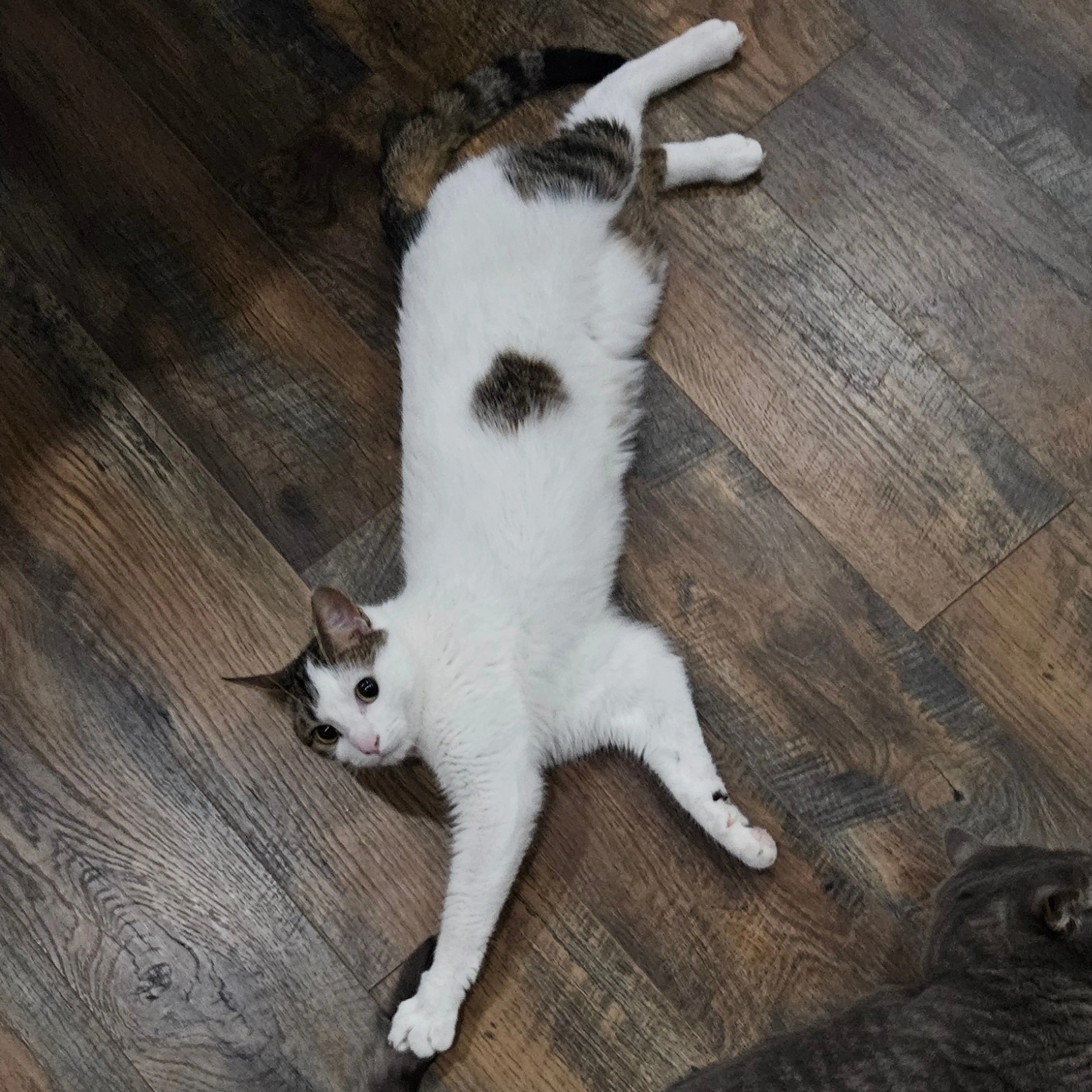 Lost pet-1