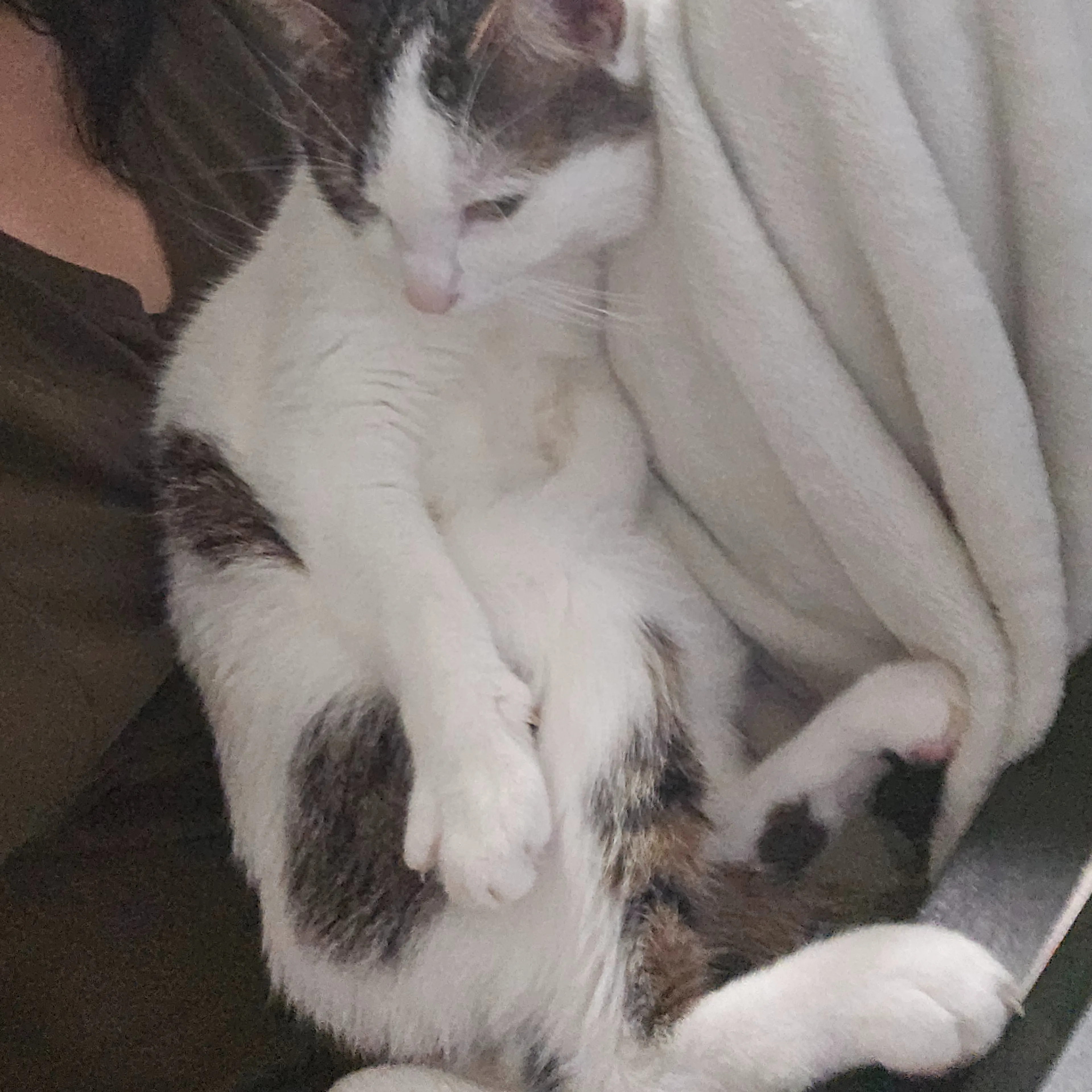 Lost pet-3