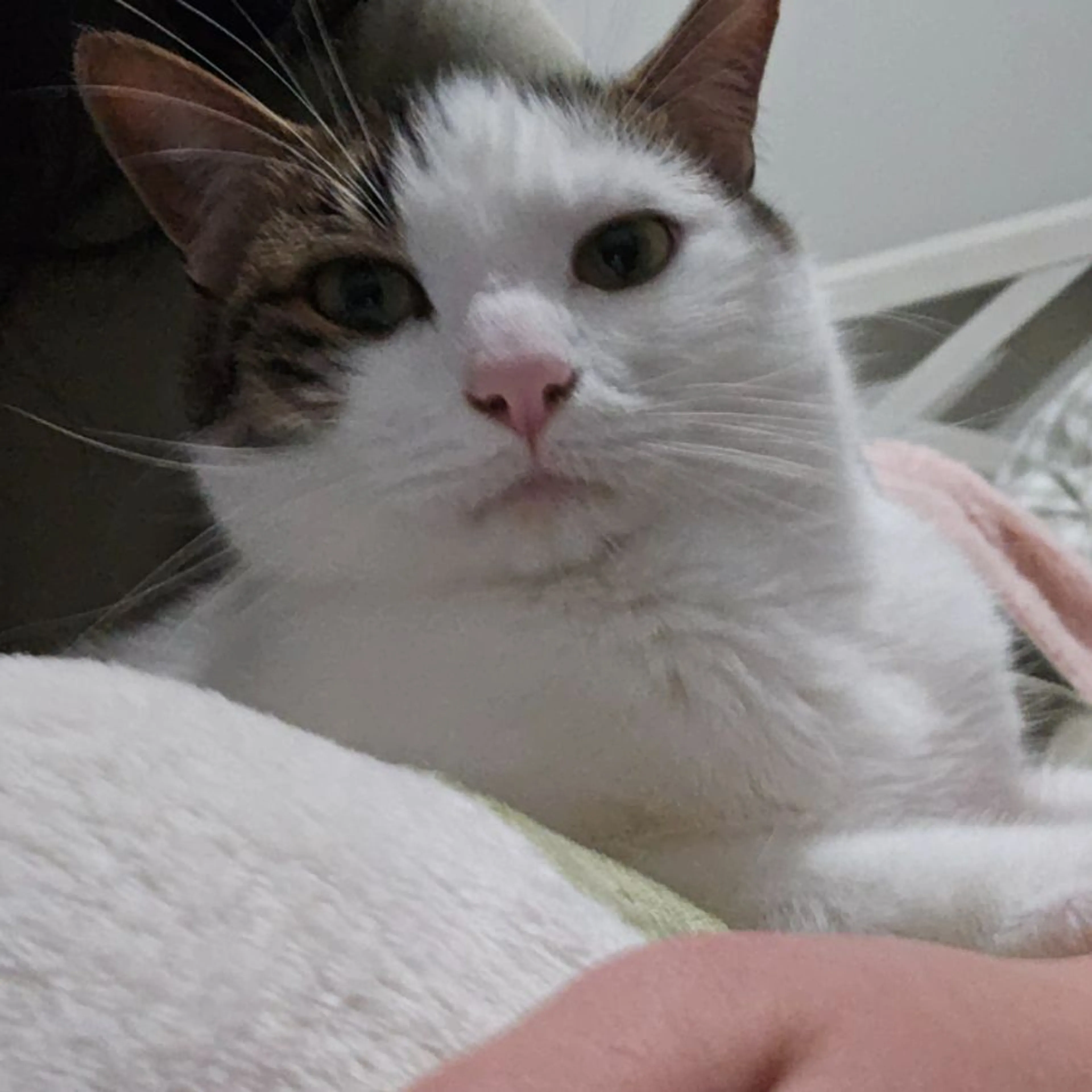 Lost pet-0