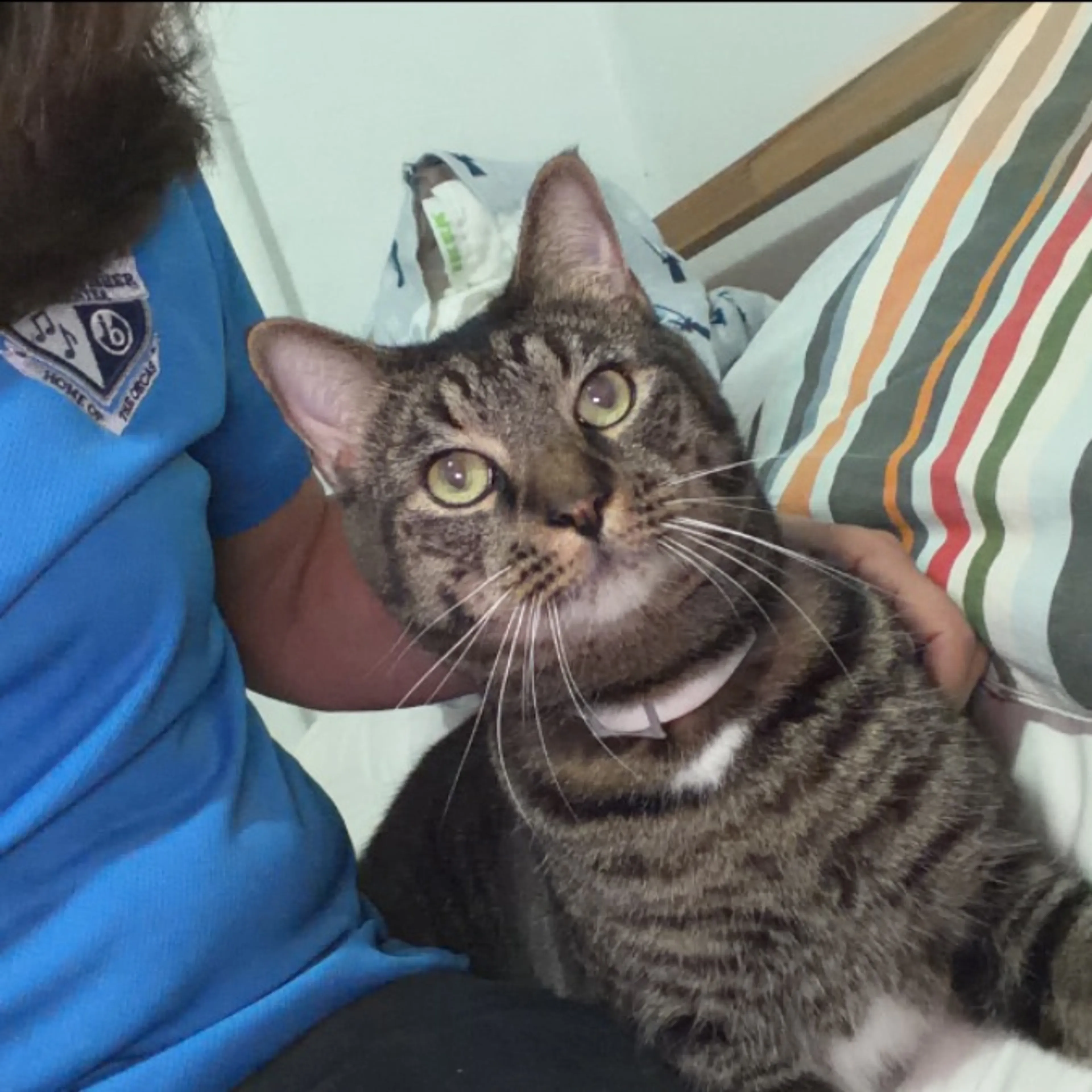 Lost pet