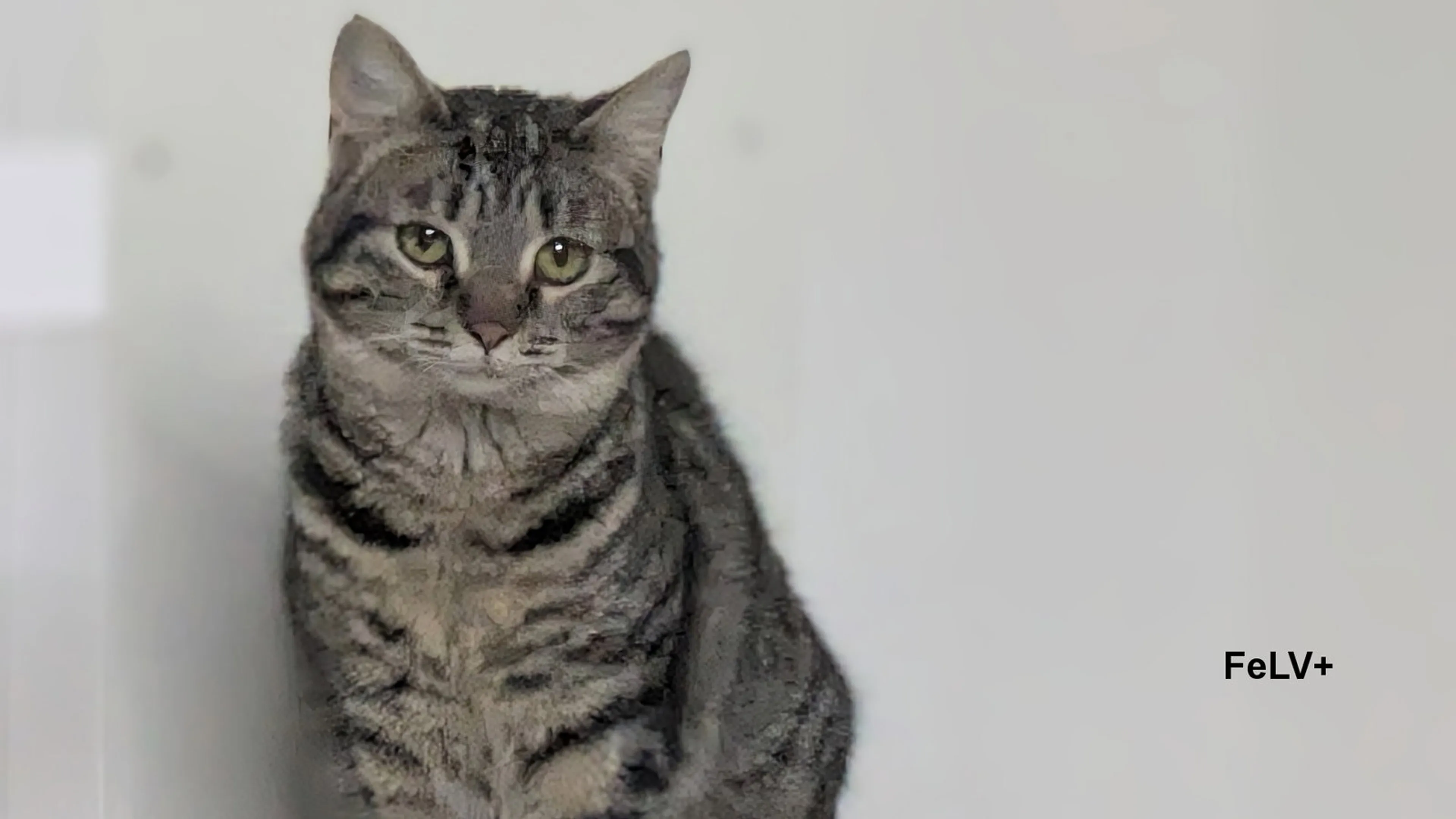 Found pet-2
