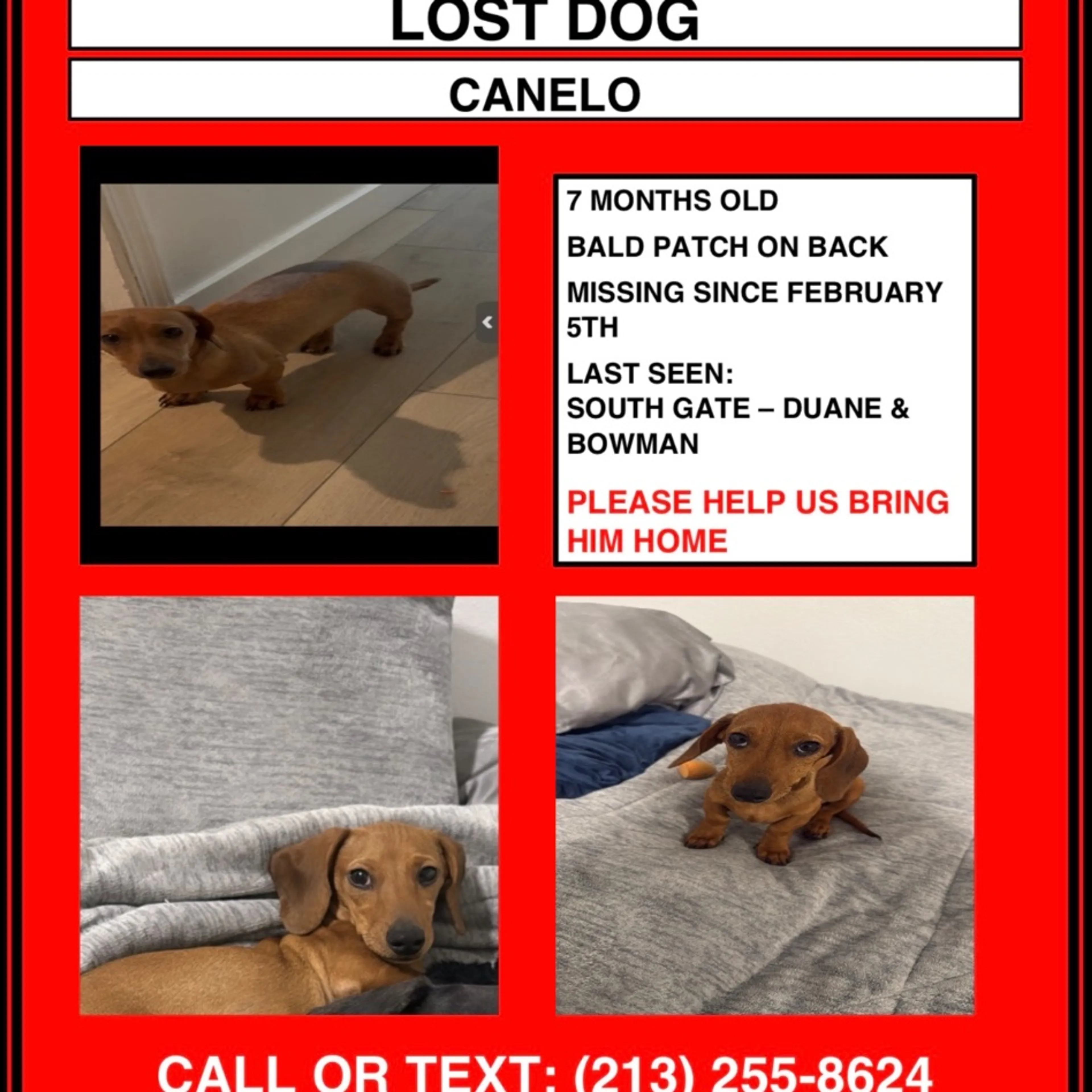 Lost pet