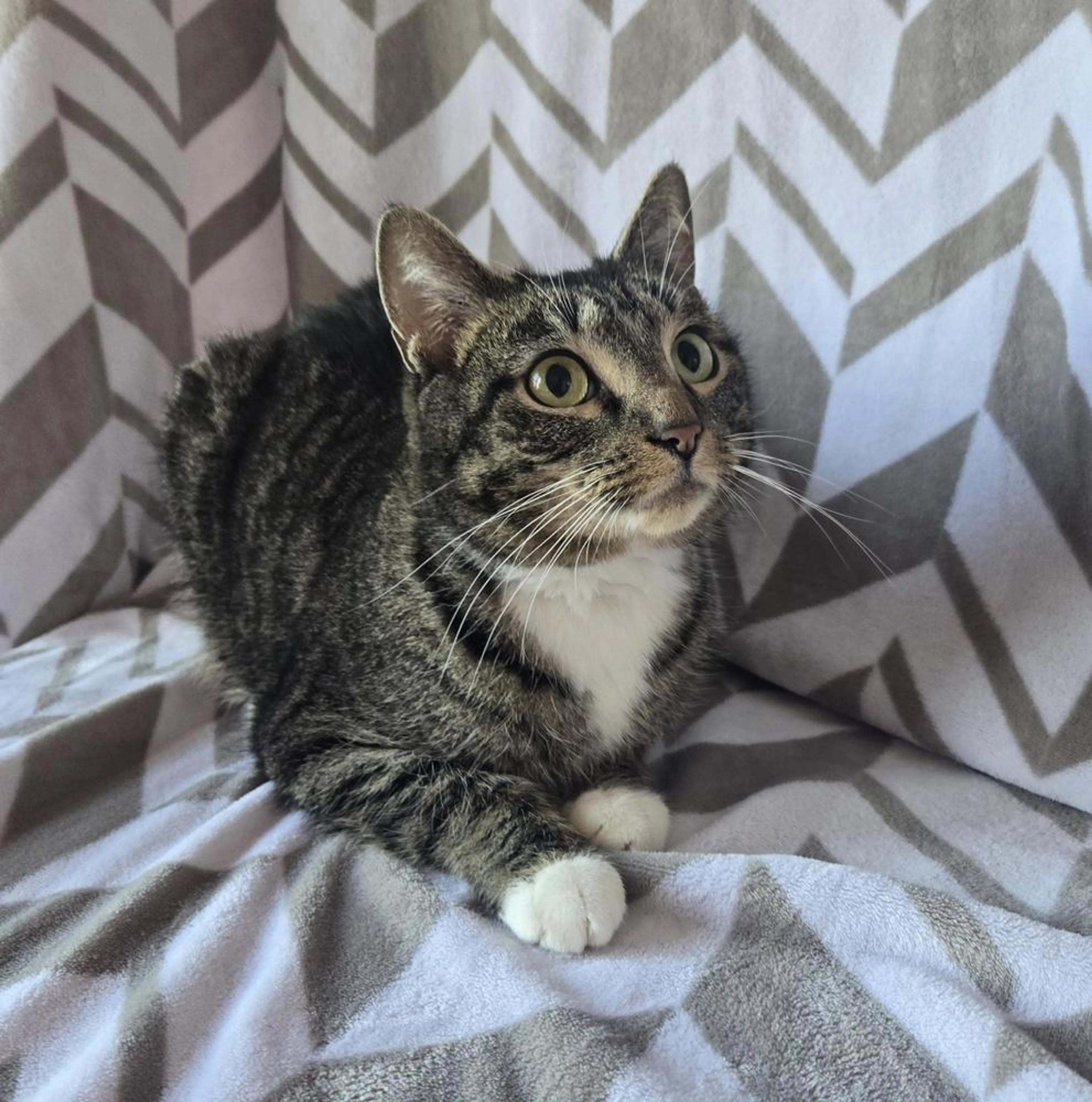 Found pet-1