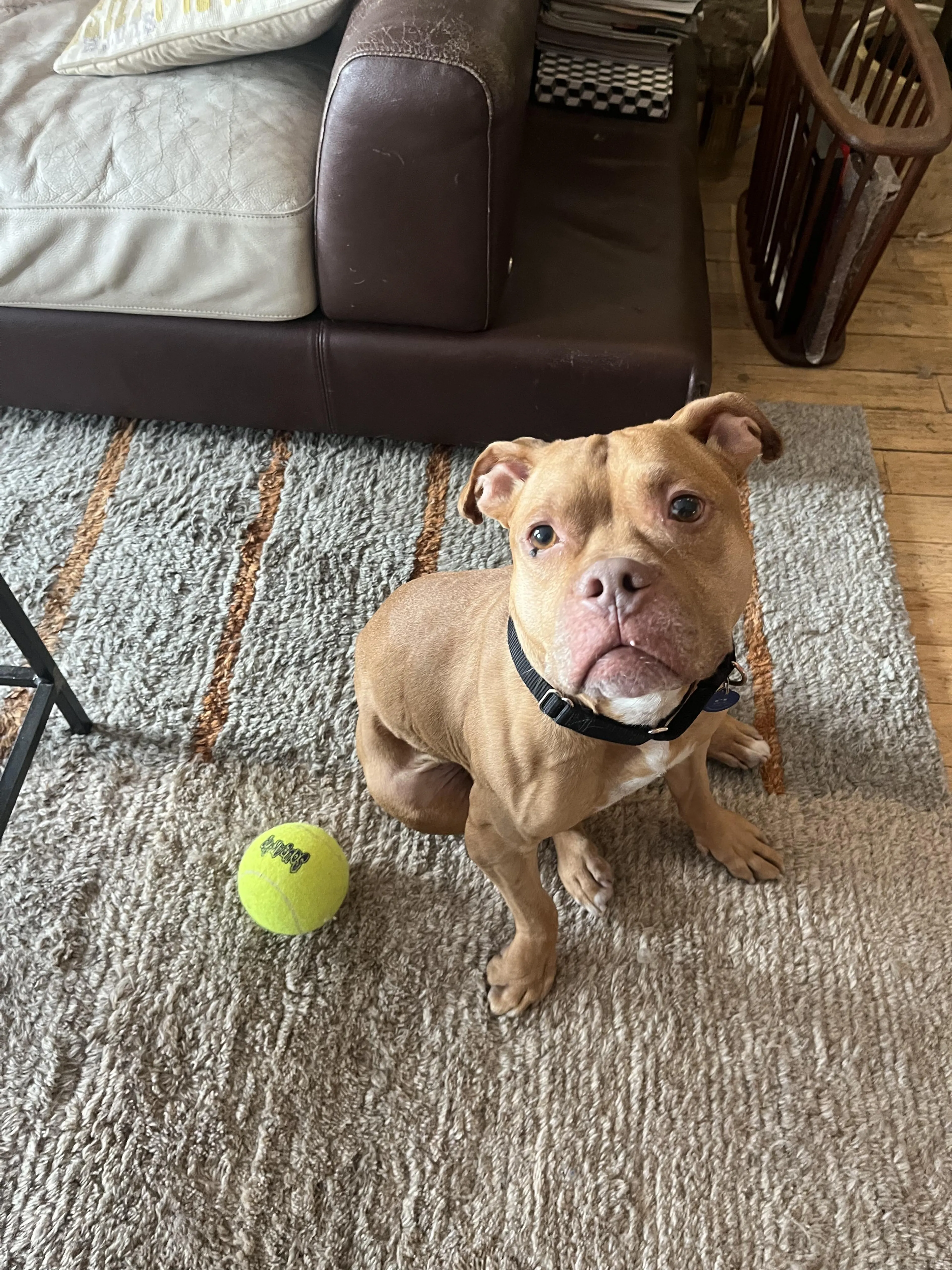 Found pet-1