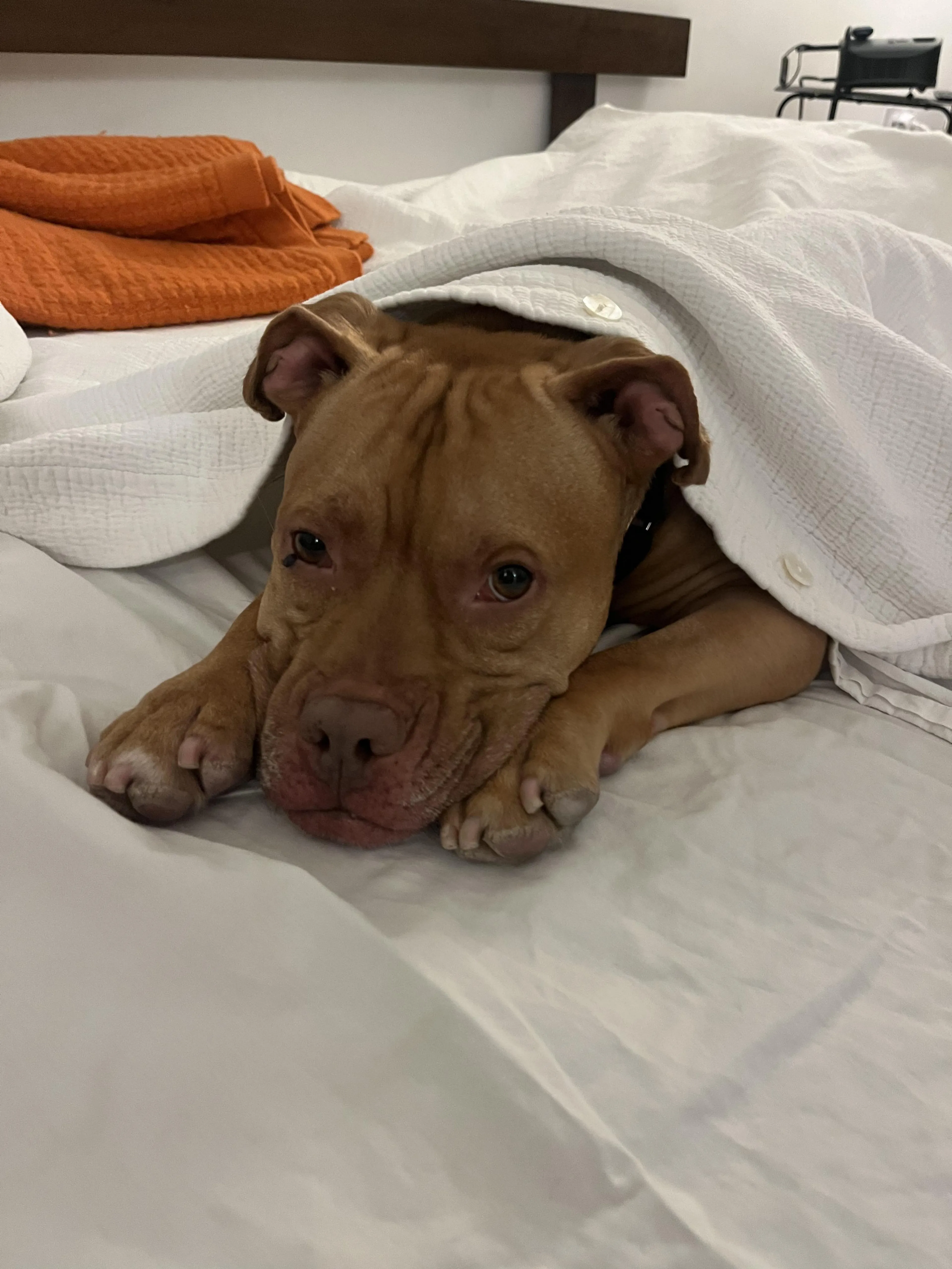 Found pet-3
