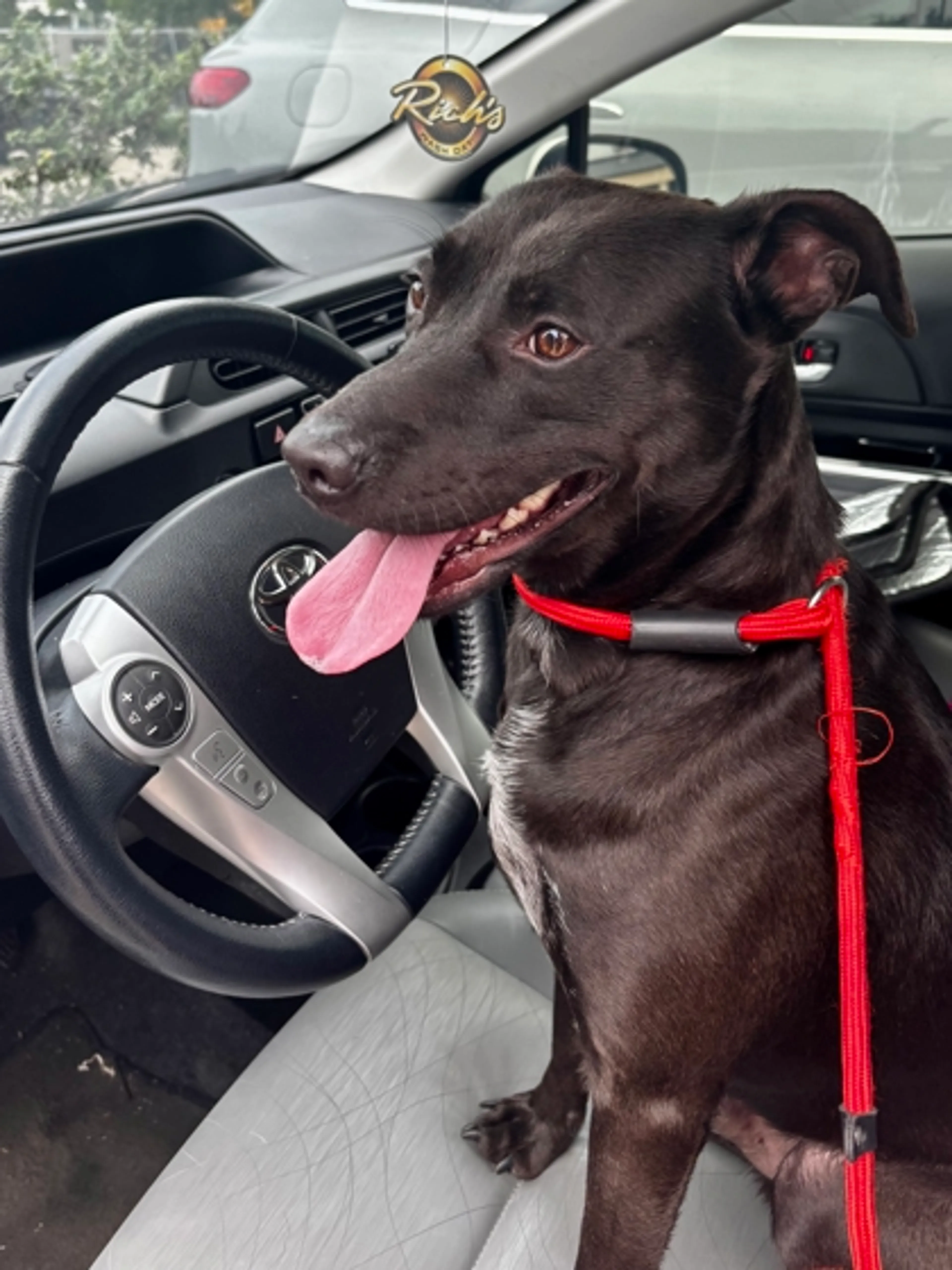 Found pet-2