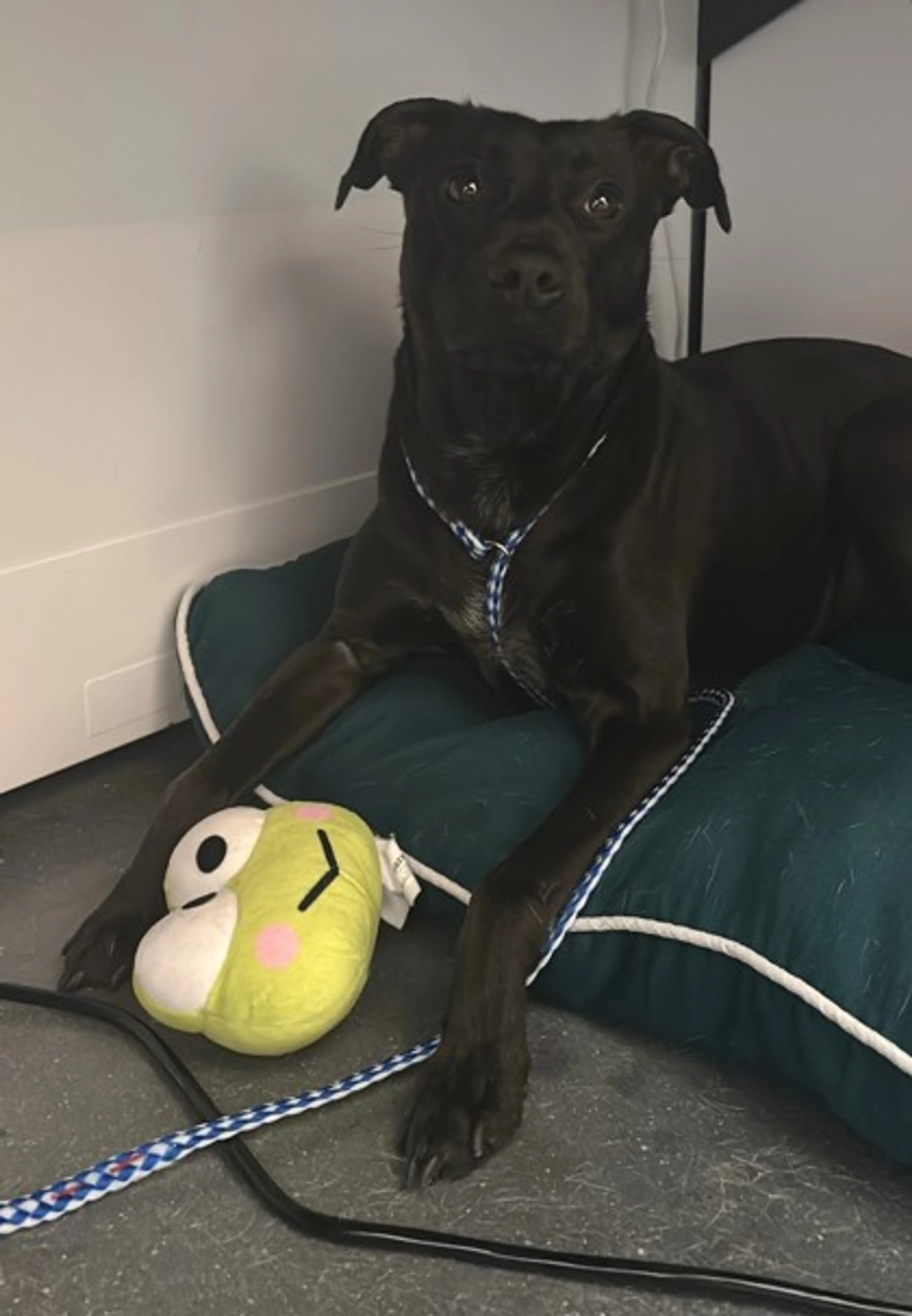 Found pet-1