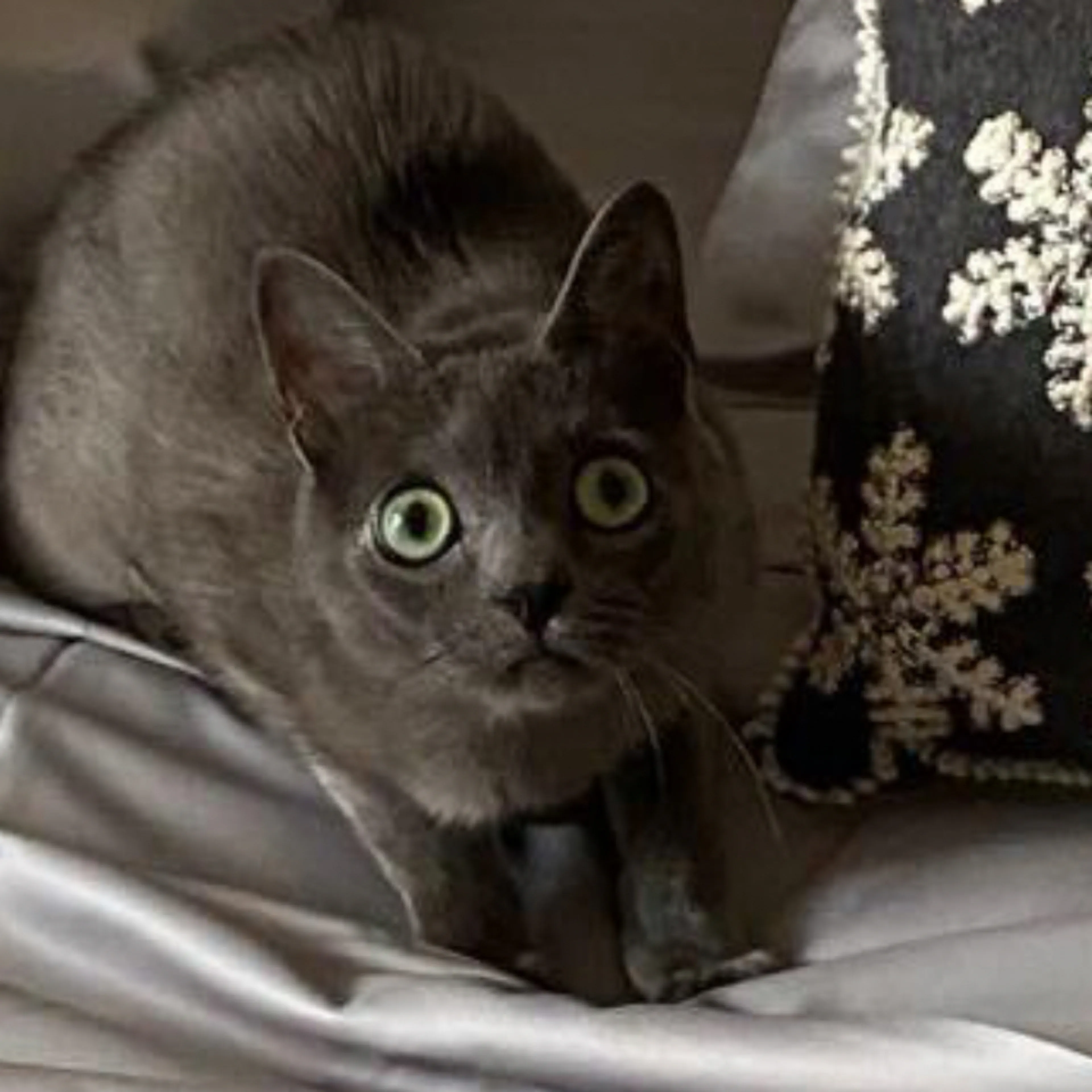 Lost pet-1