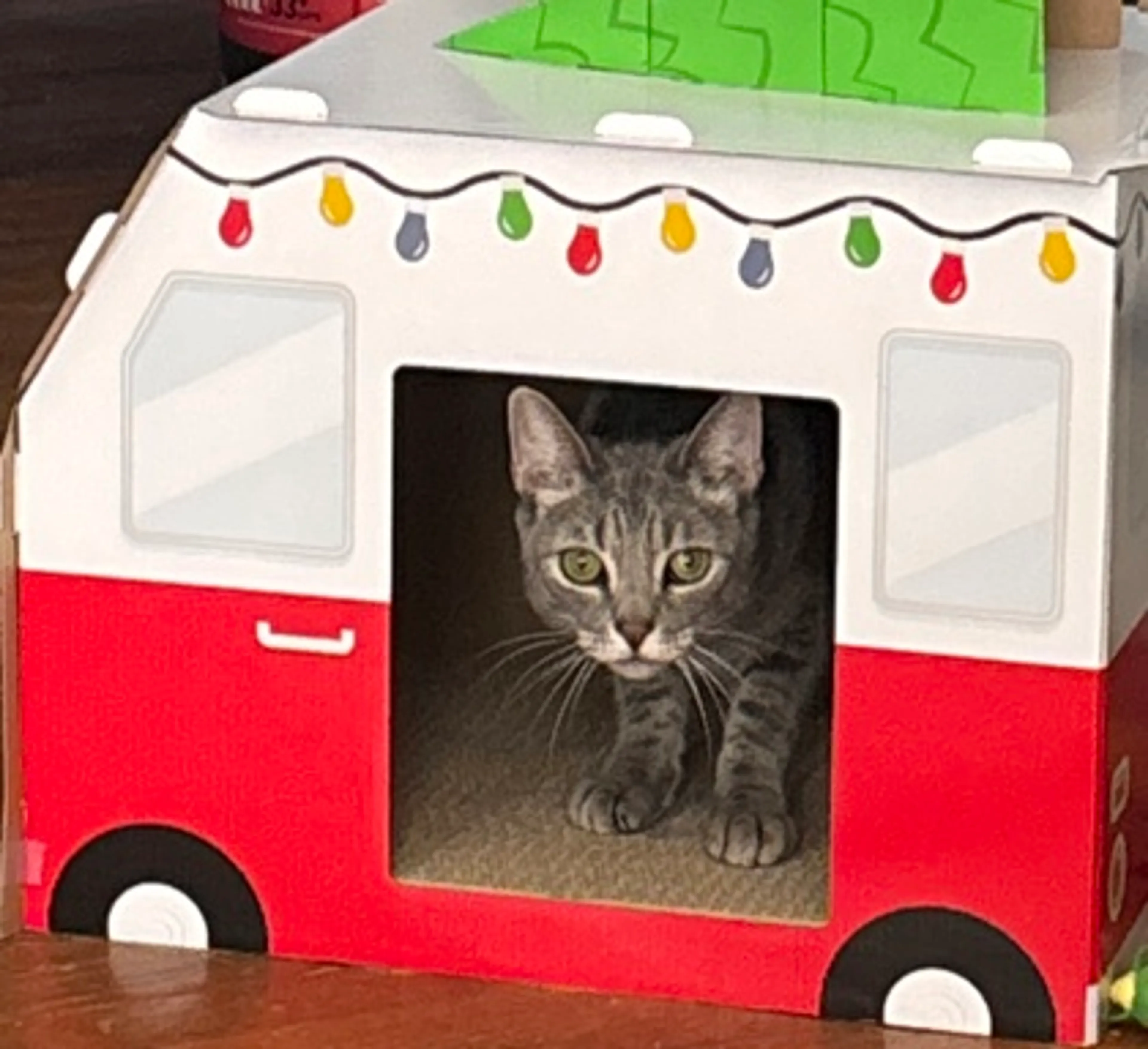 Found pet-1