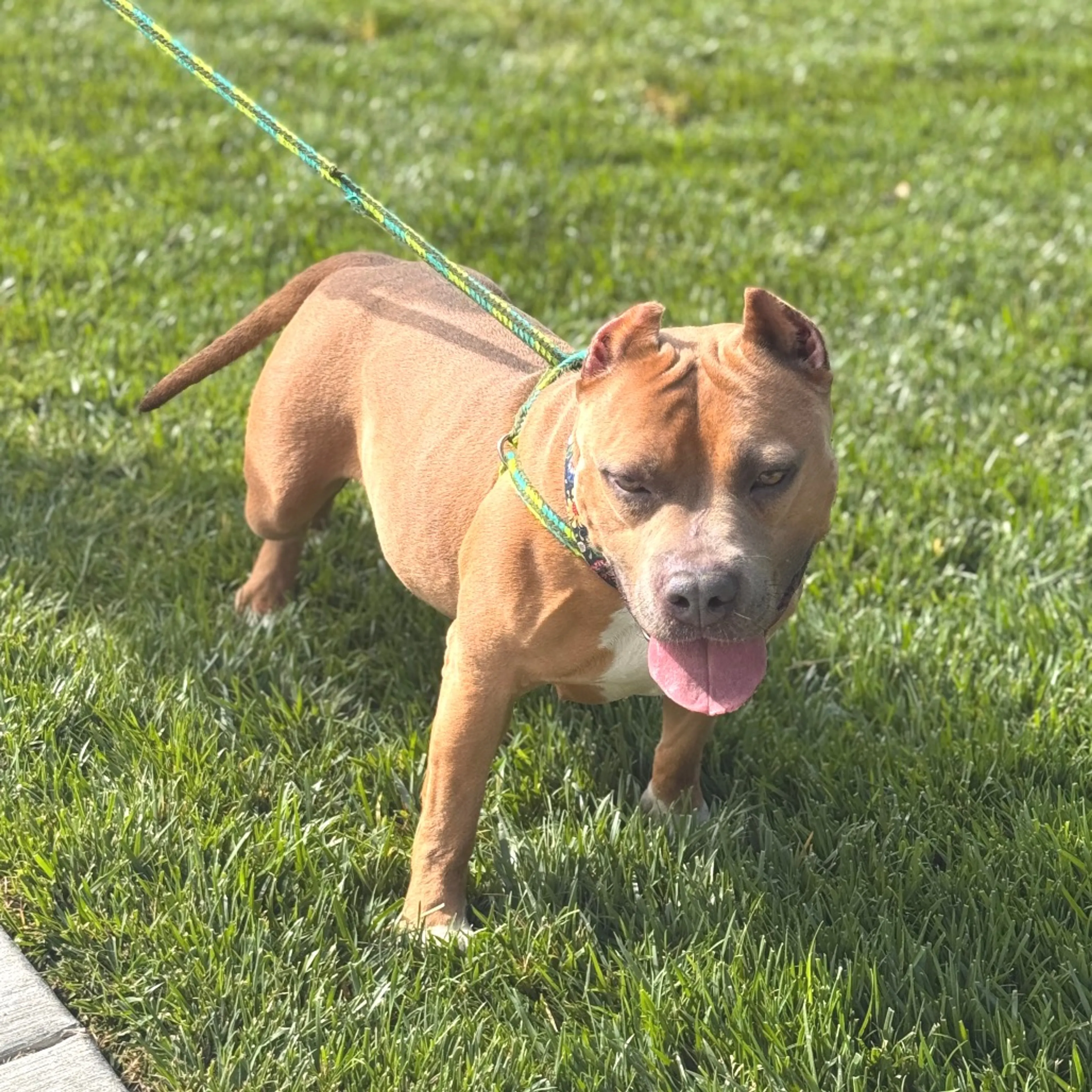 Found pet-12