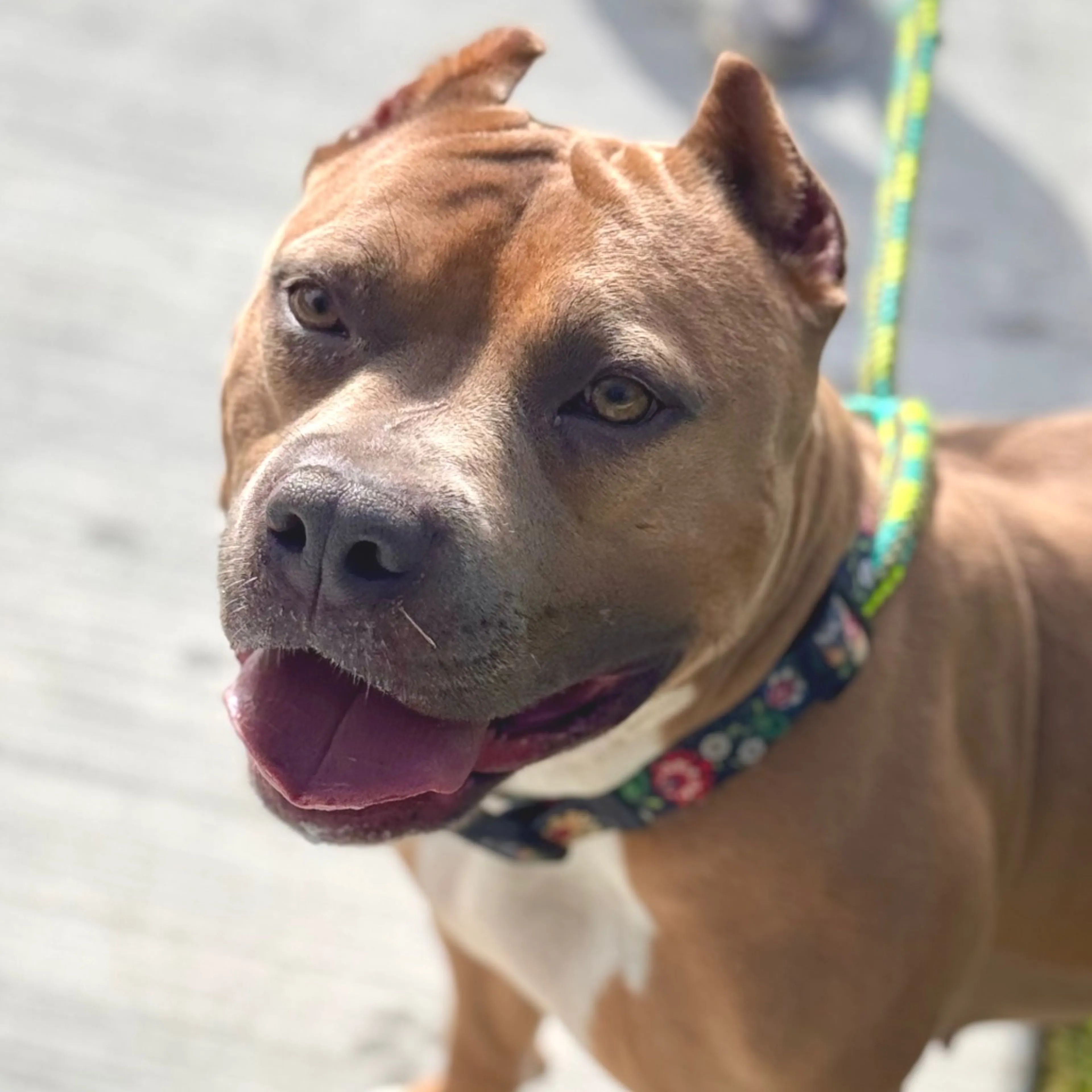 Found pet-11