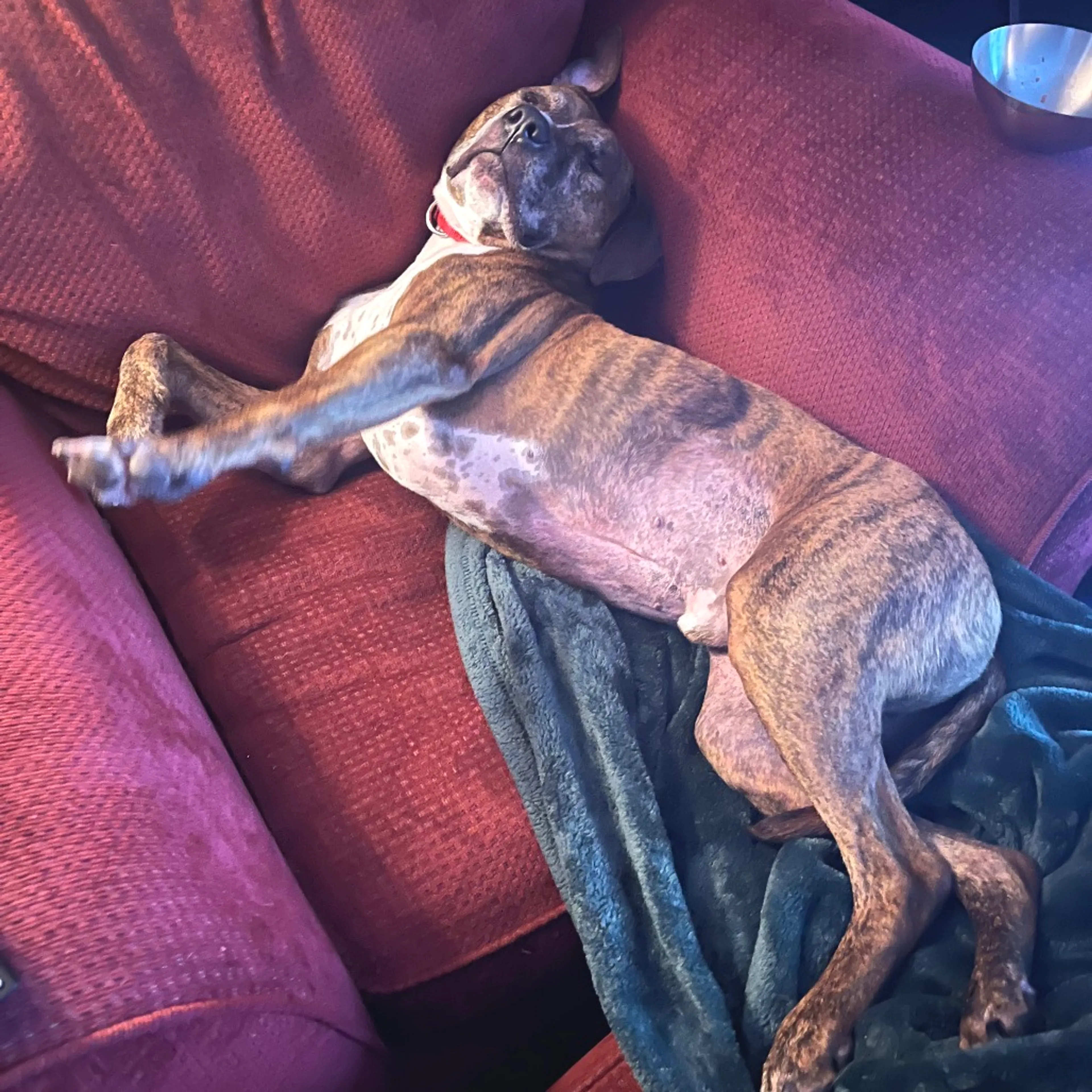 Found pet-43