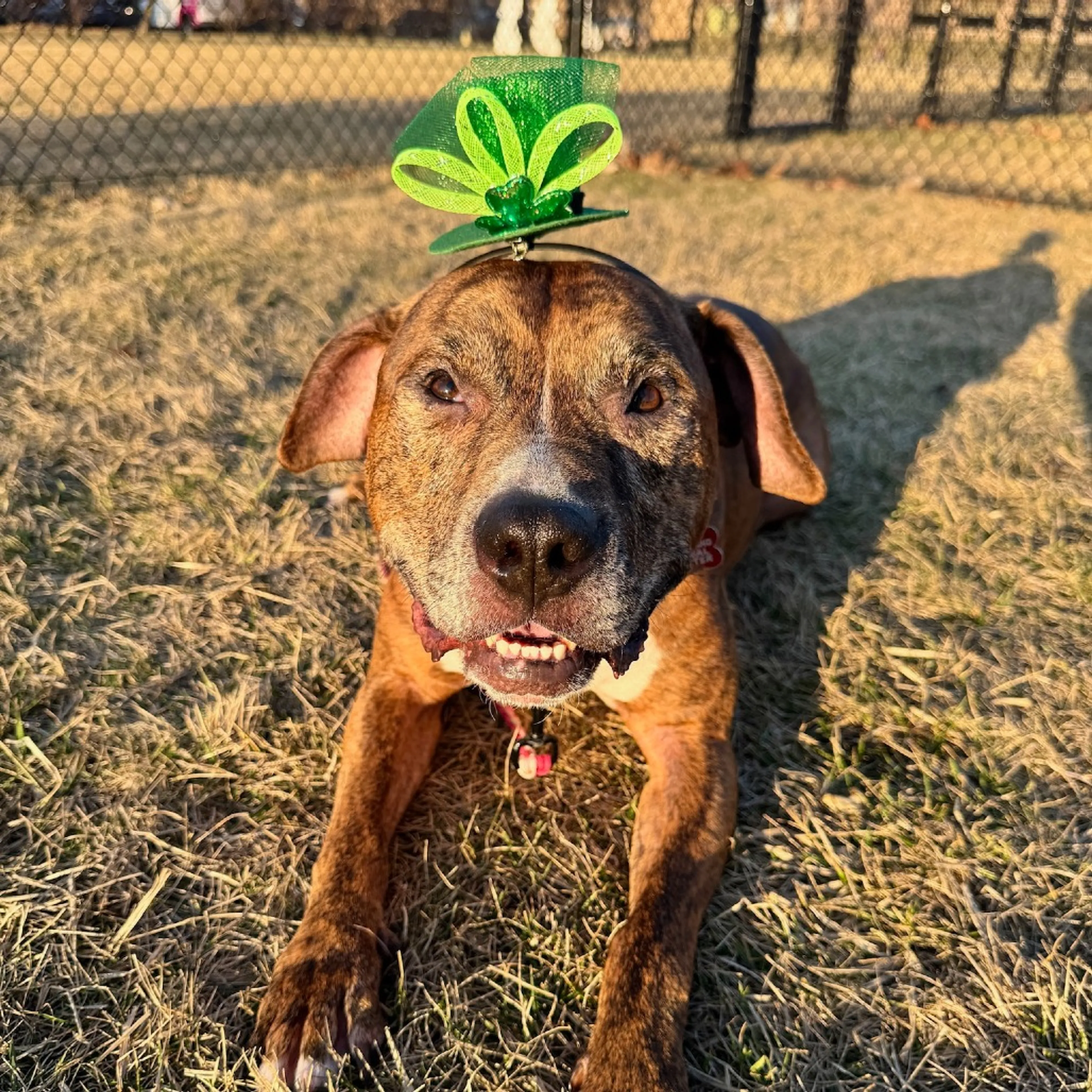 Found pet-19
