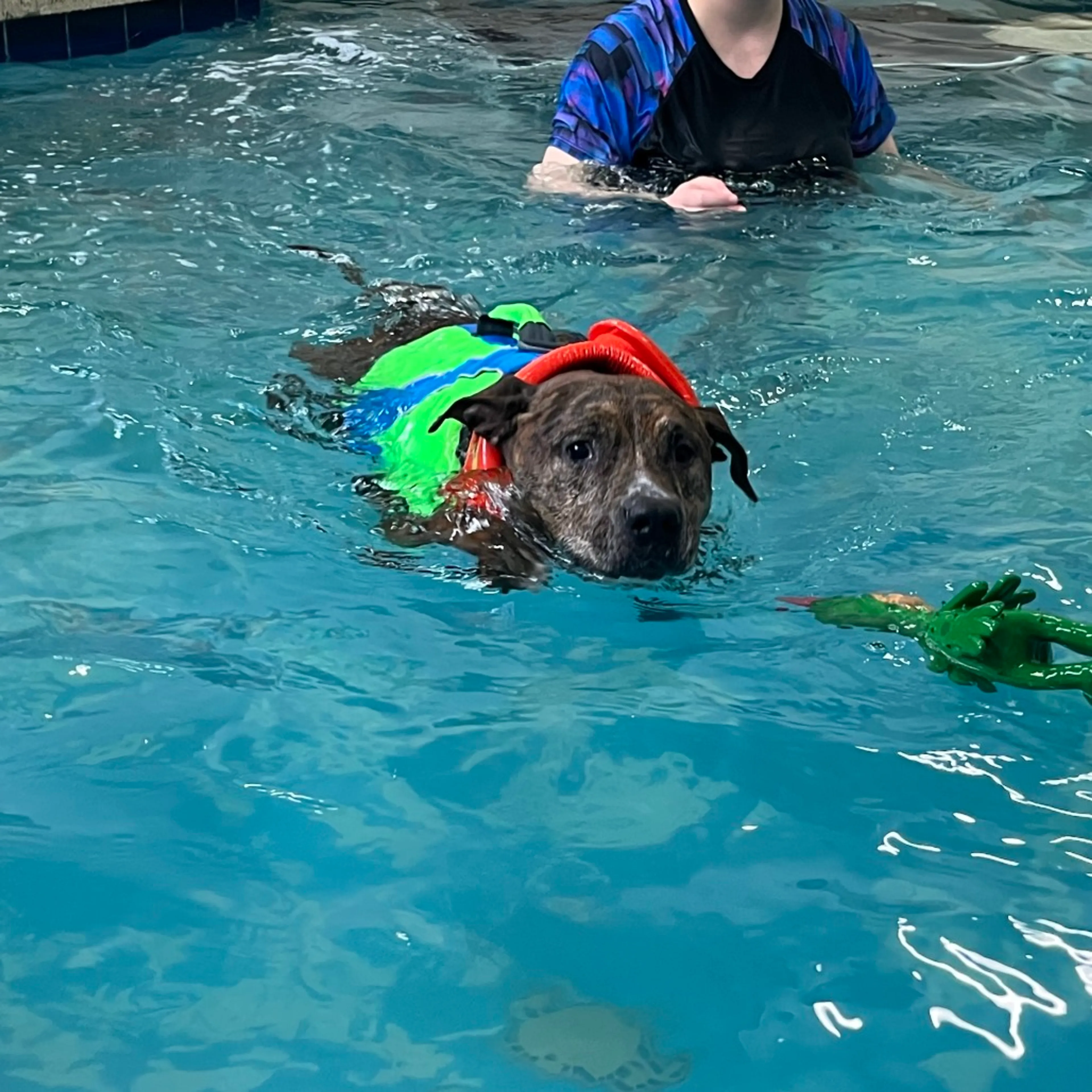 Found pet-37