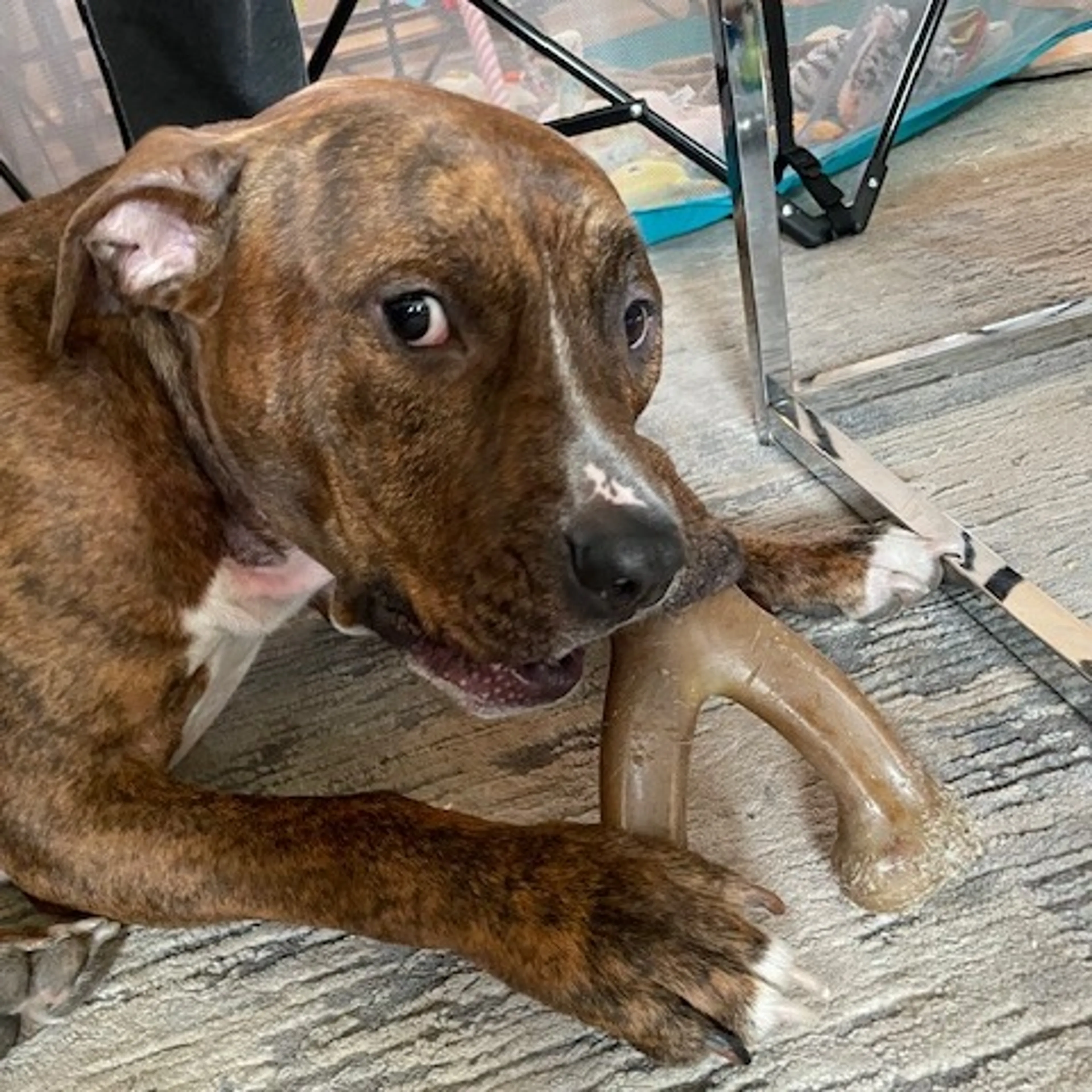 Found pet-8