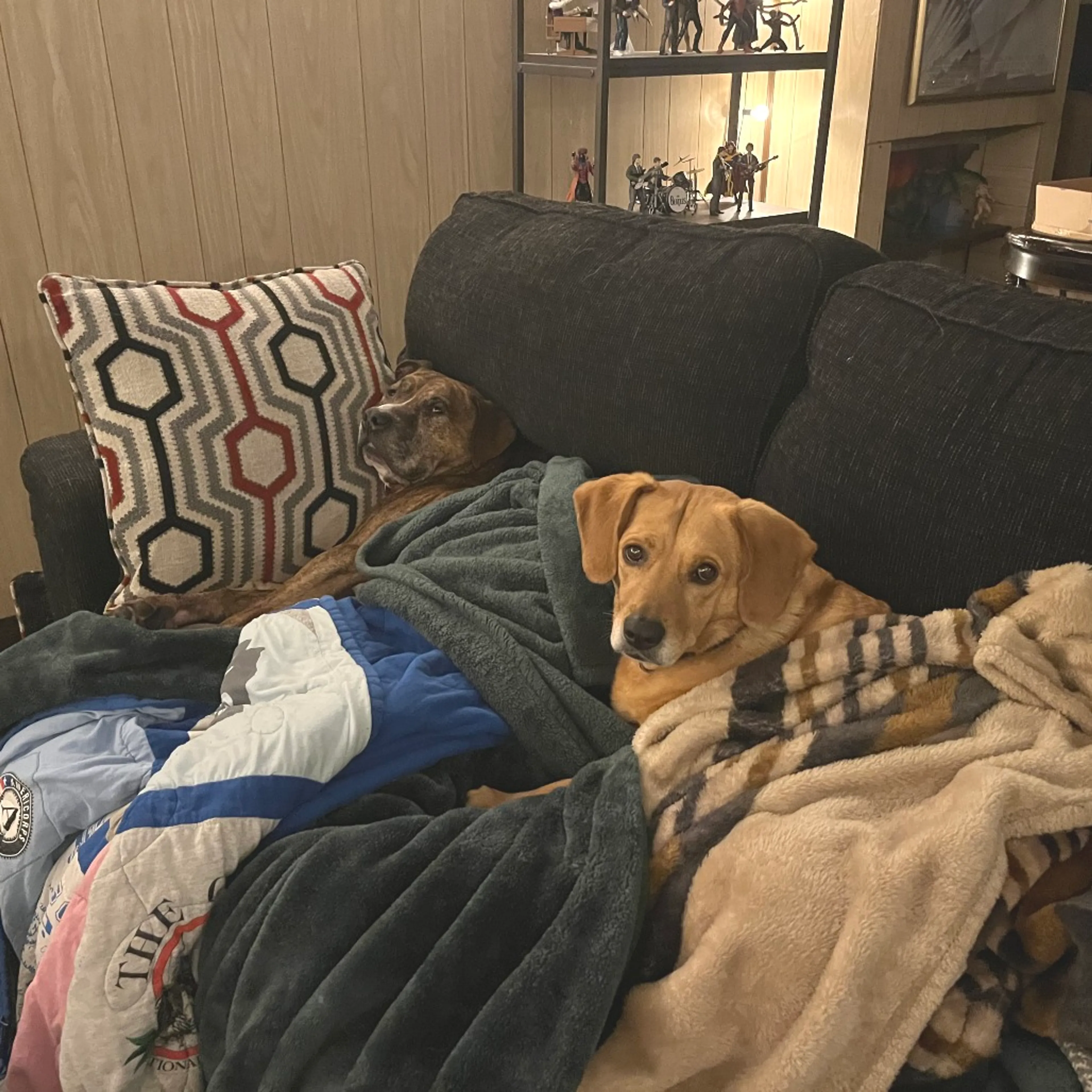 Found pet-44