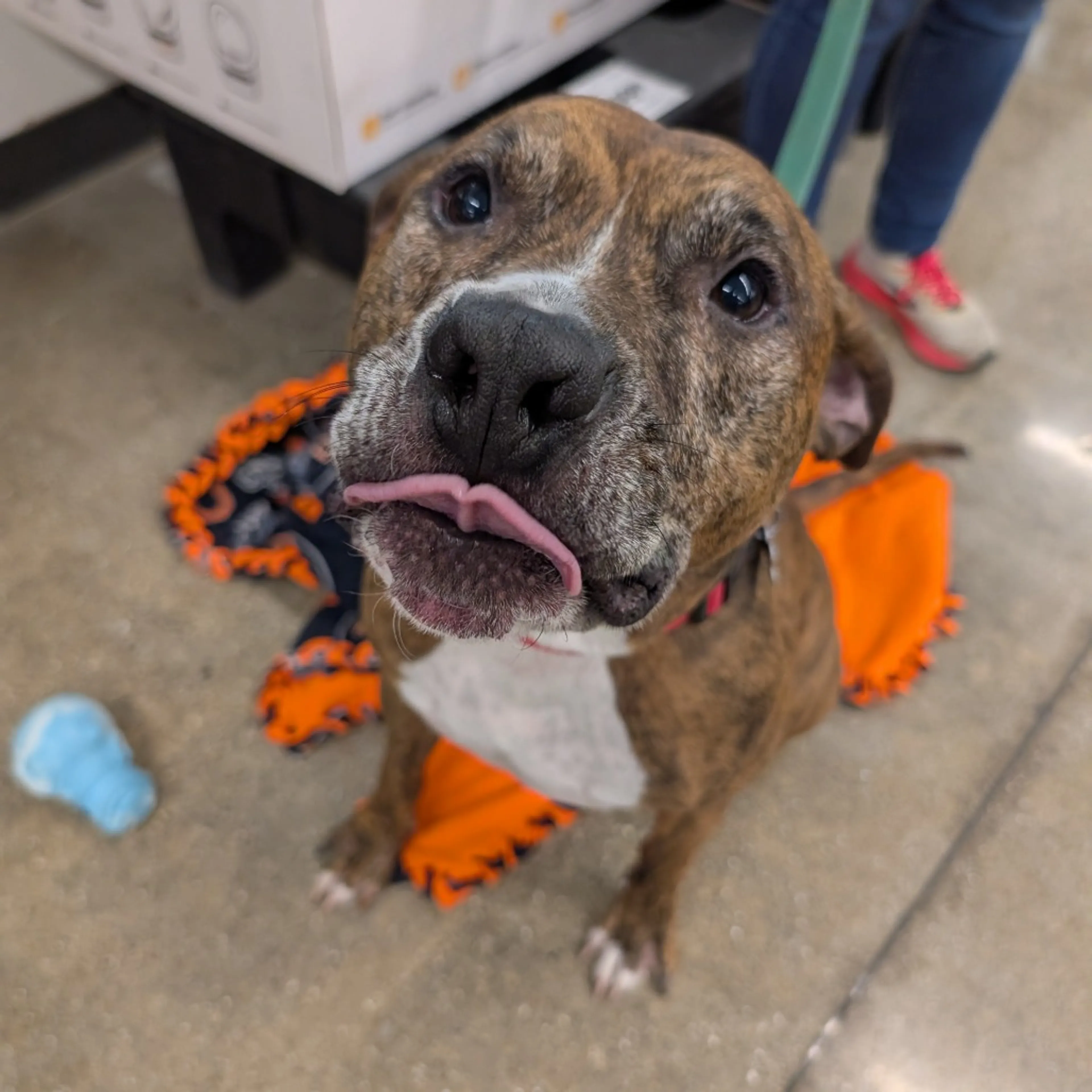 Found pet-49
