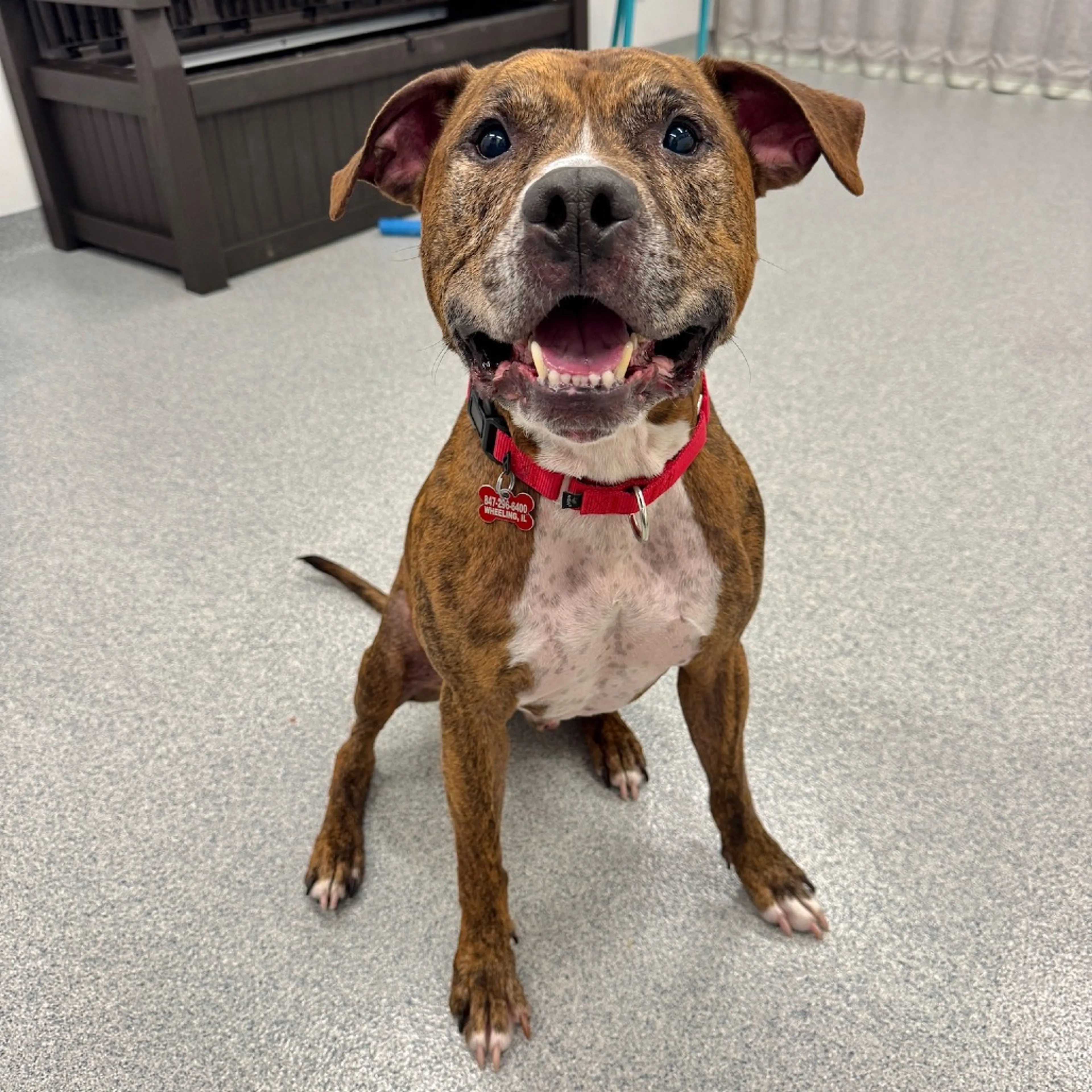 Found pet-24