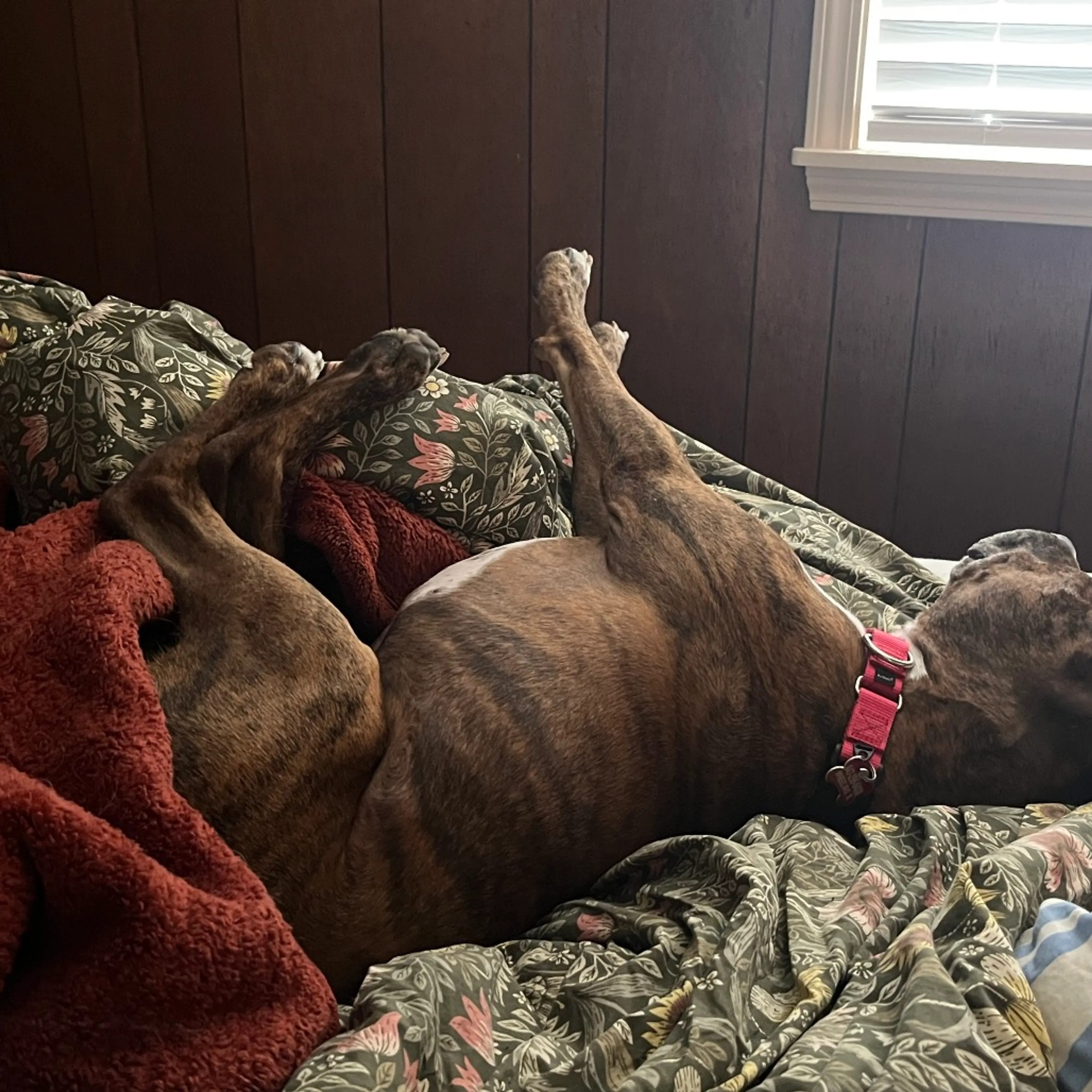 Found pet-39