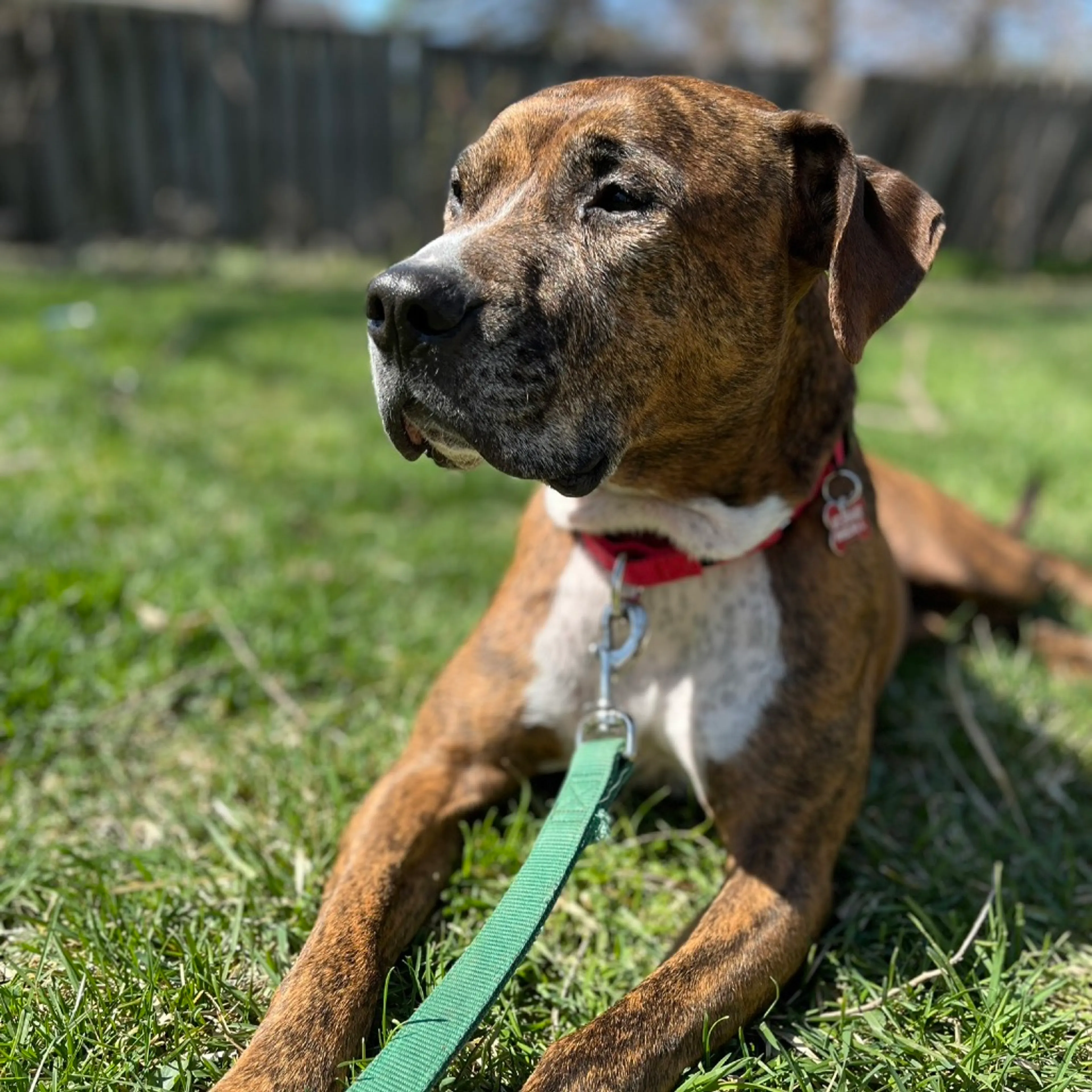 Found pet-38