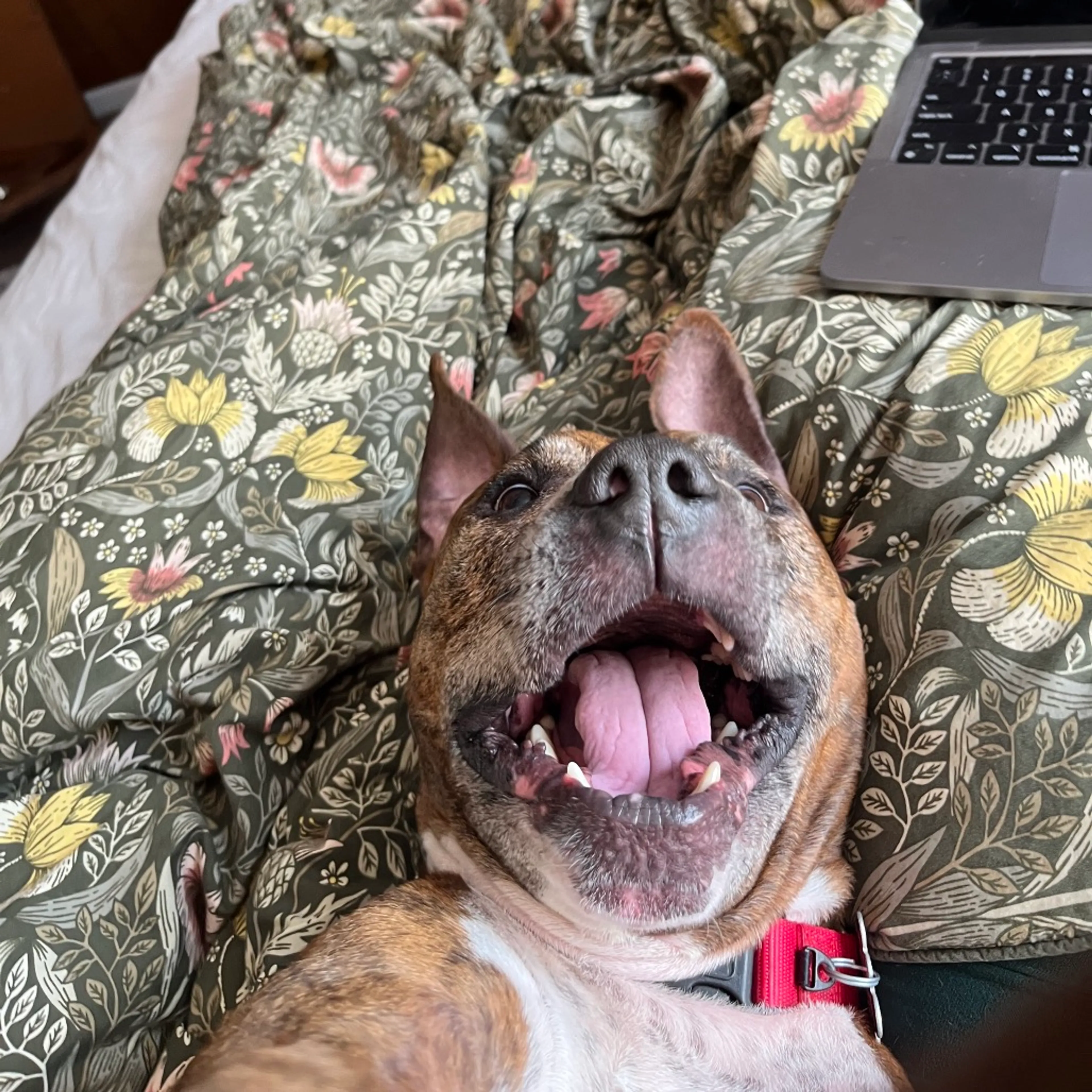 Found pet-33