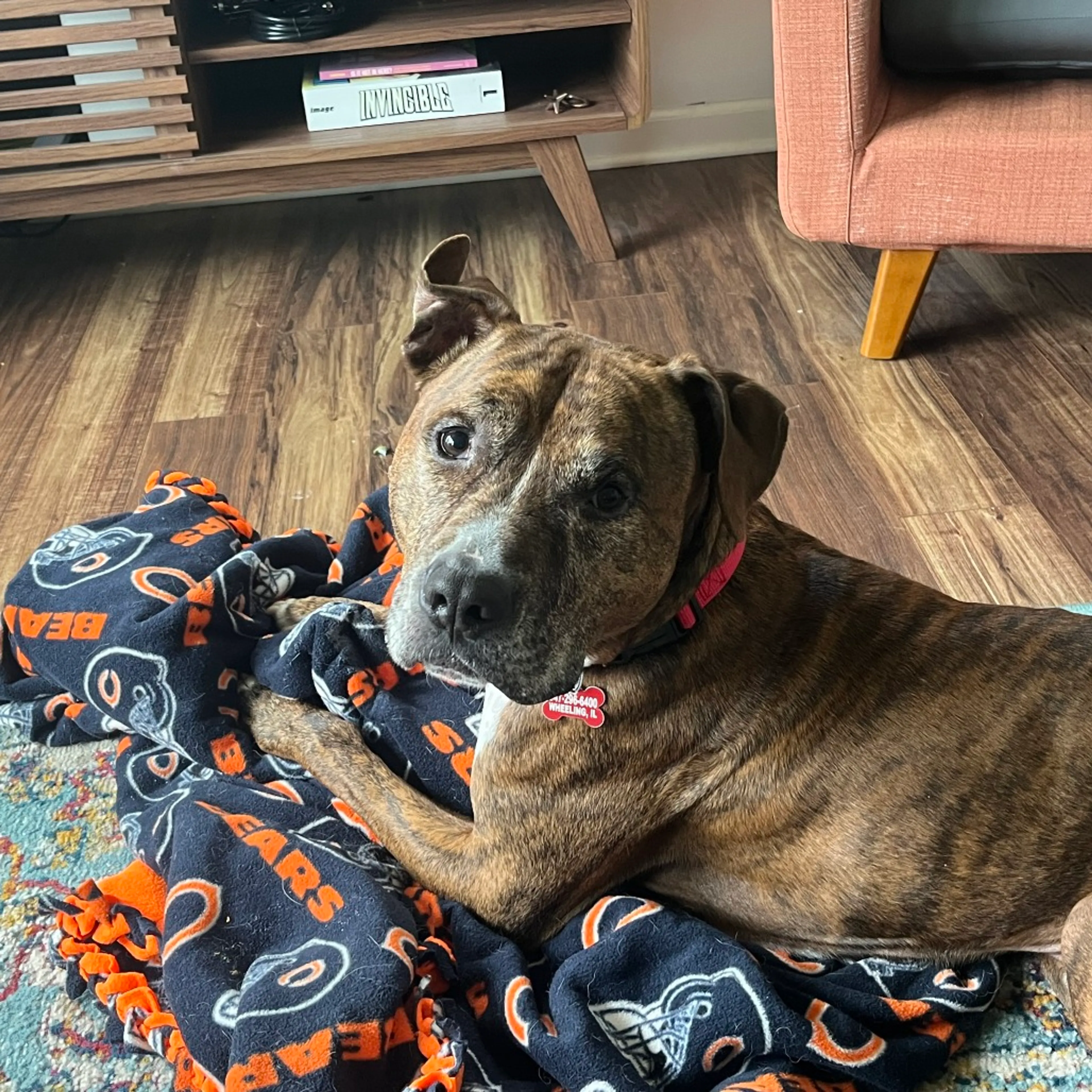 Found pet-42