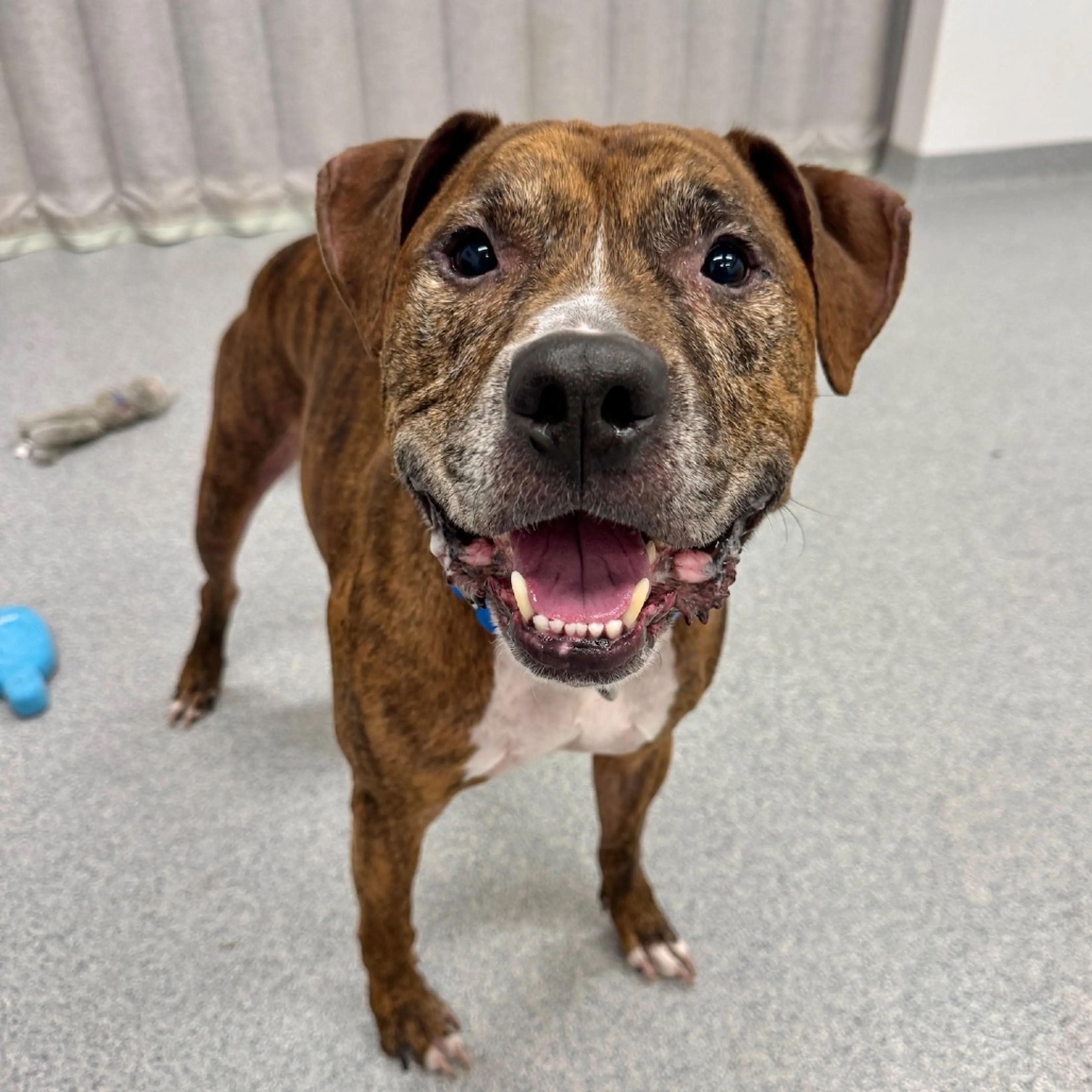 Found pet-14