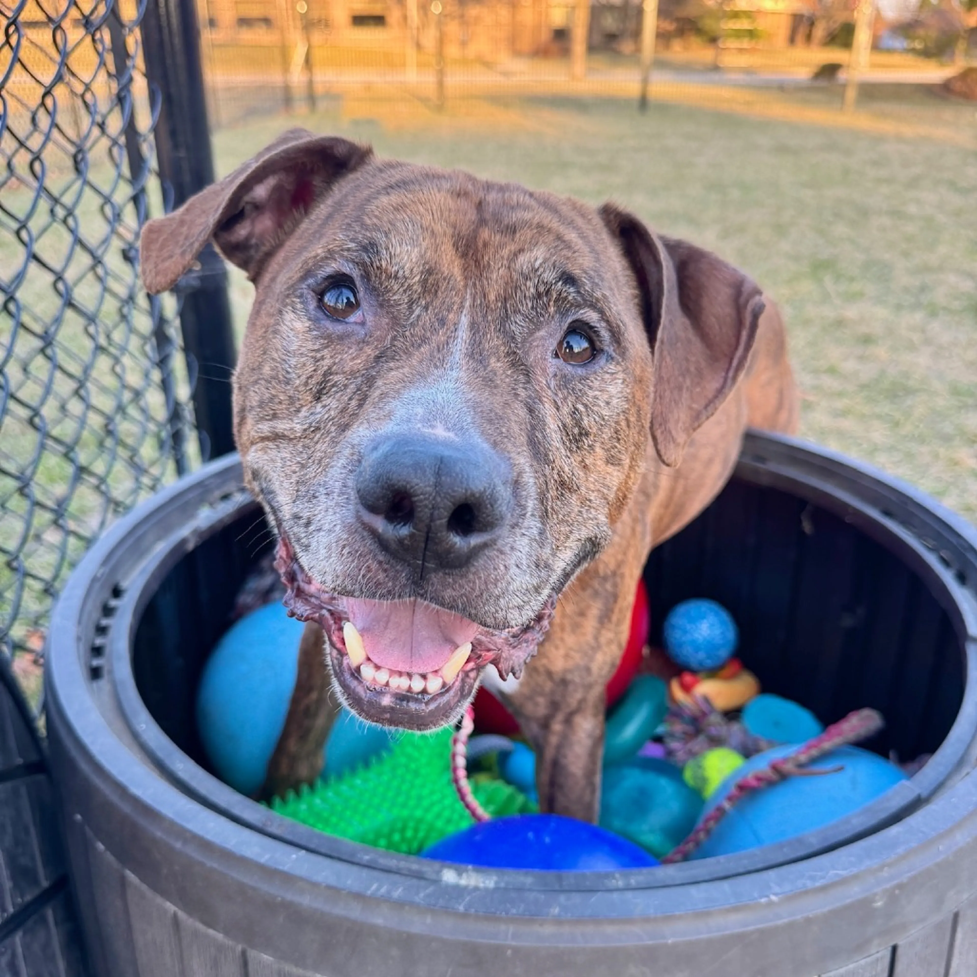 Found pet-18