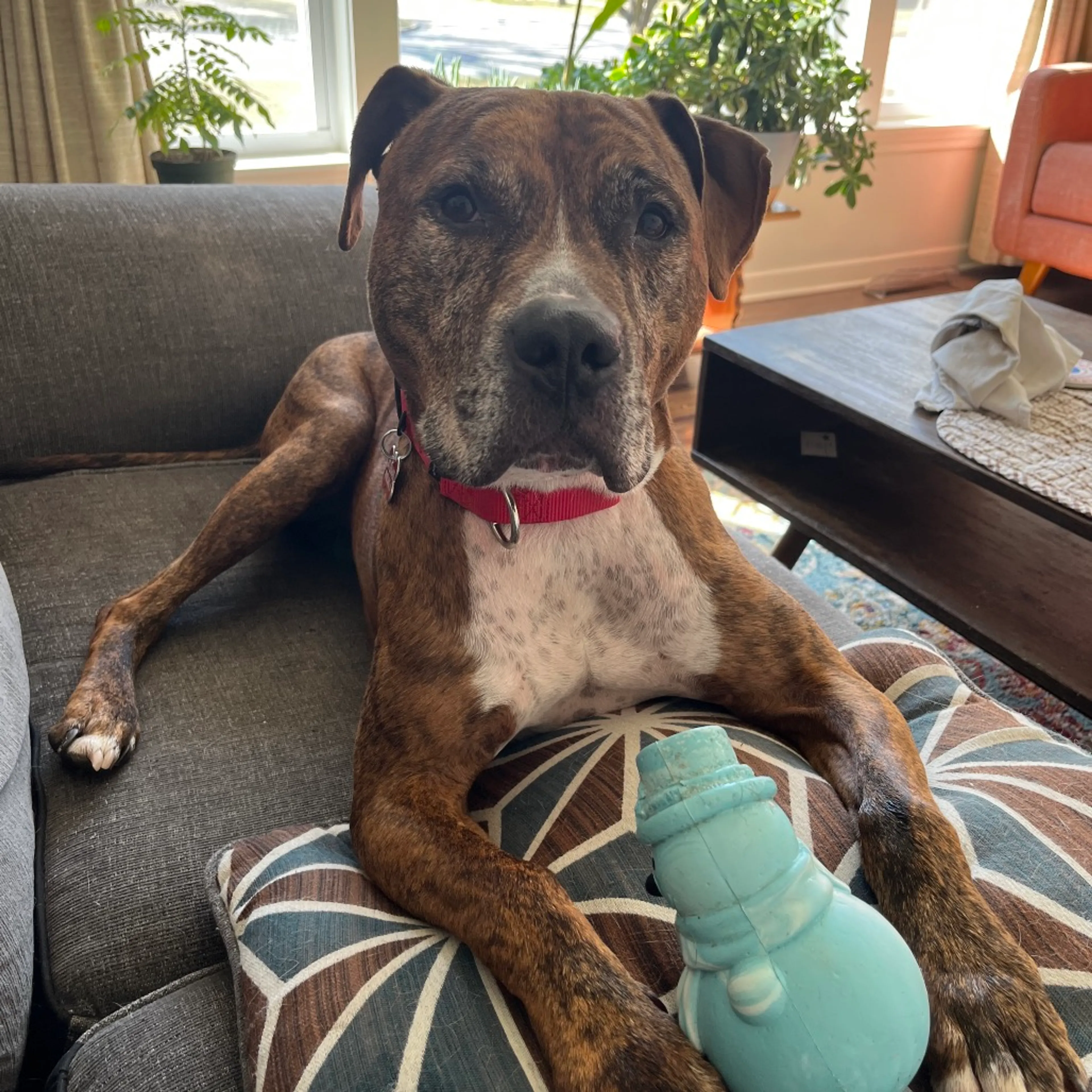 Found pet-35