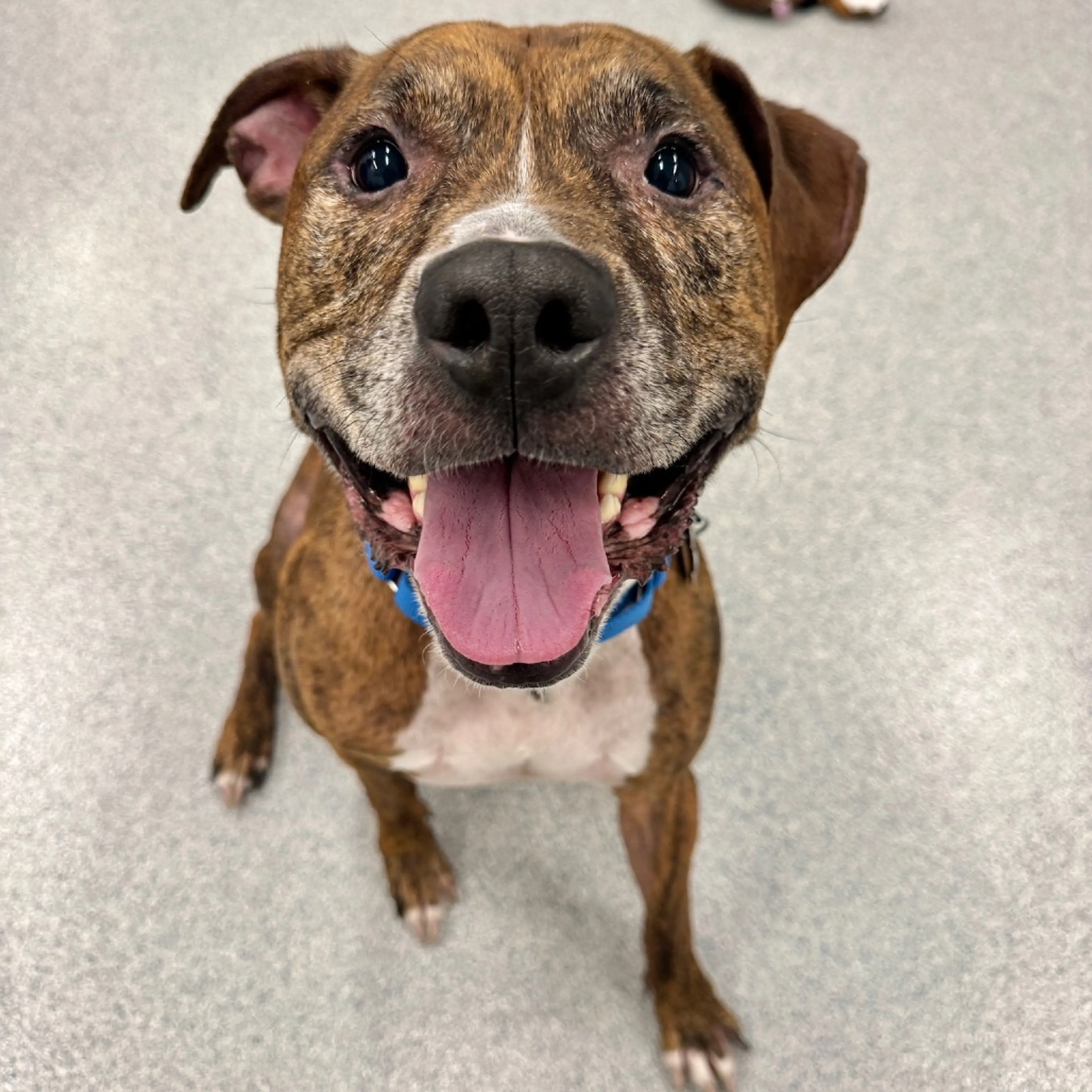 Found pet-11
