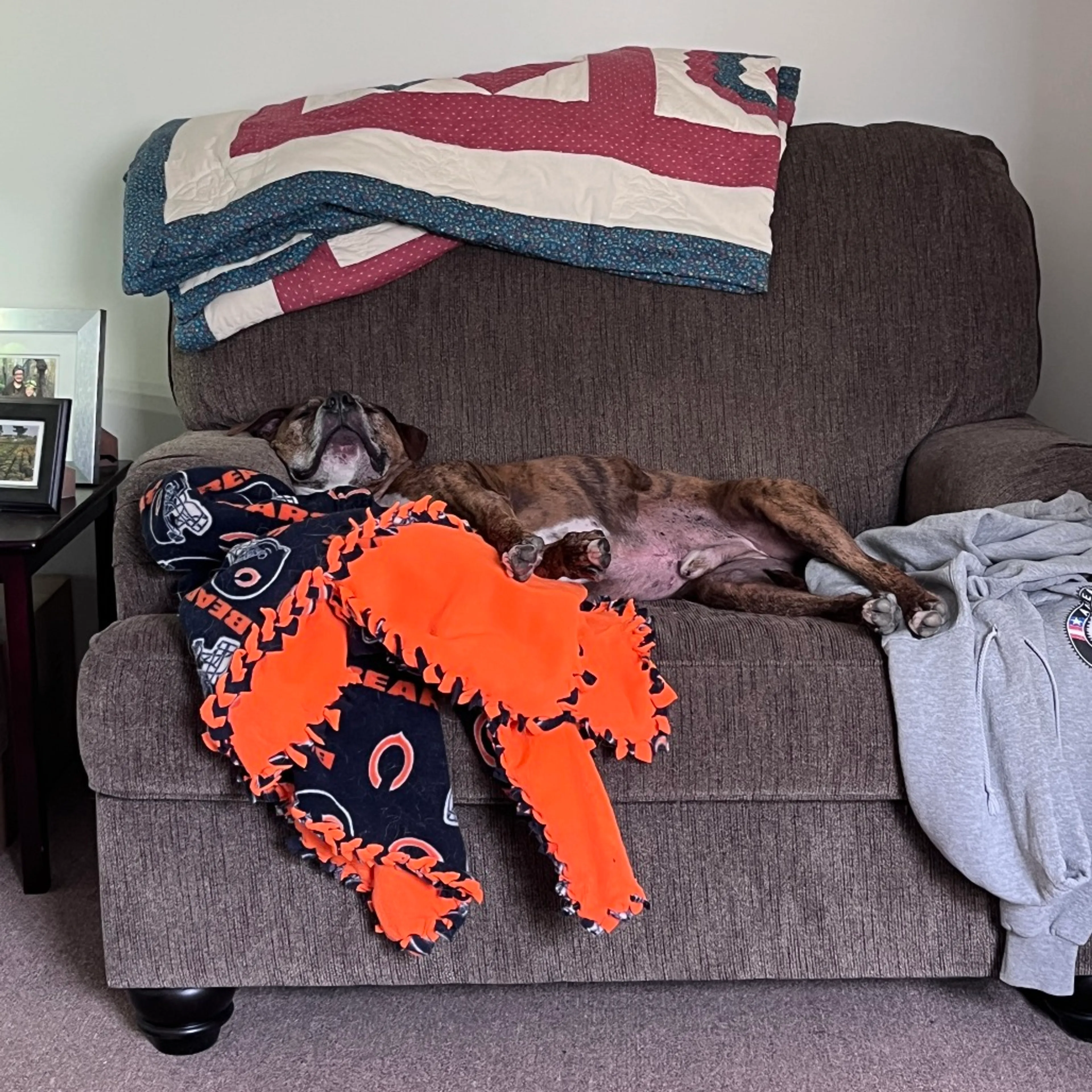 Found pet-51