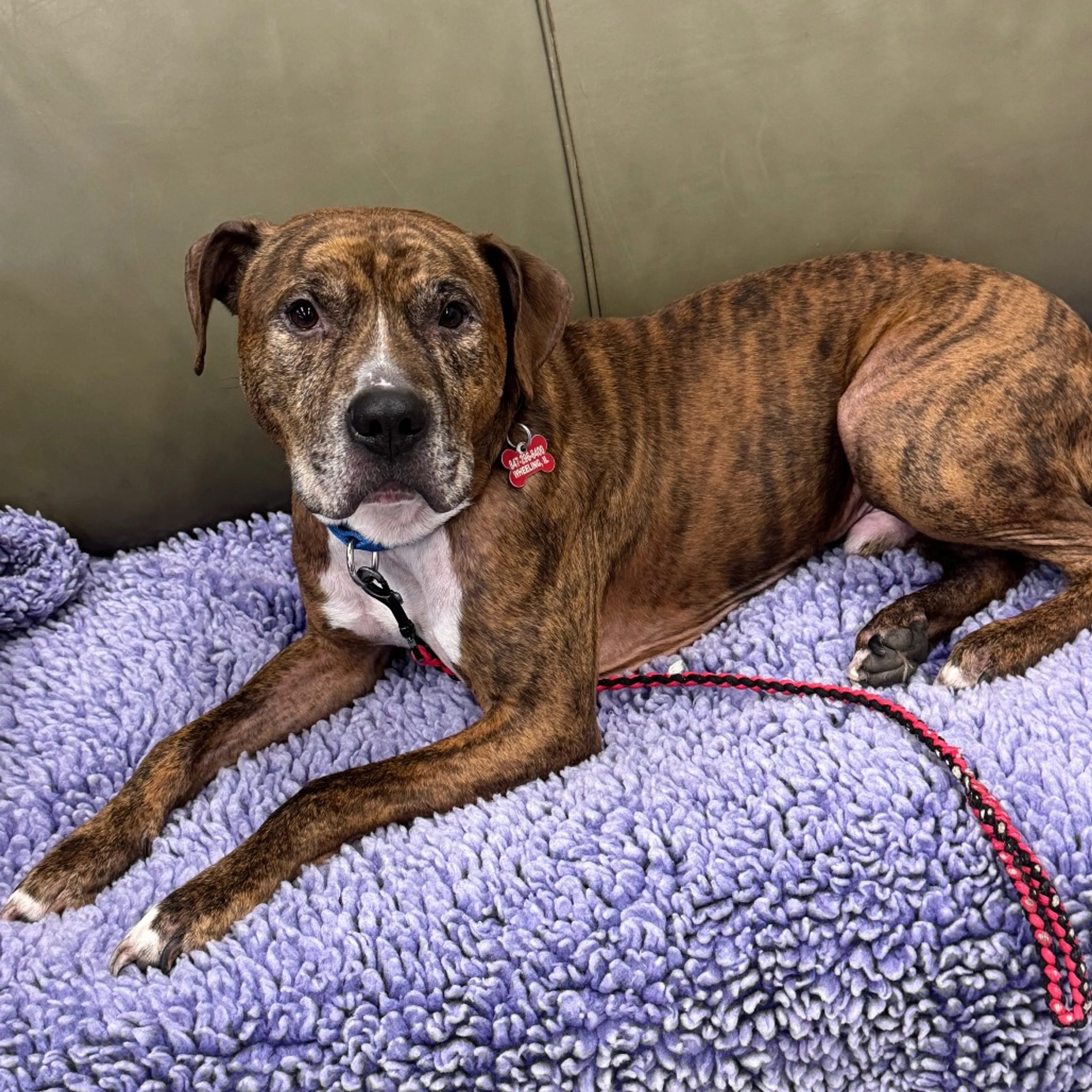 Found pet-28