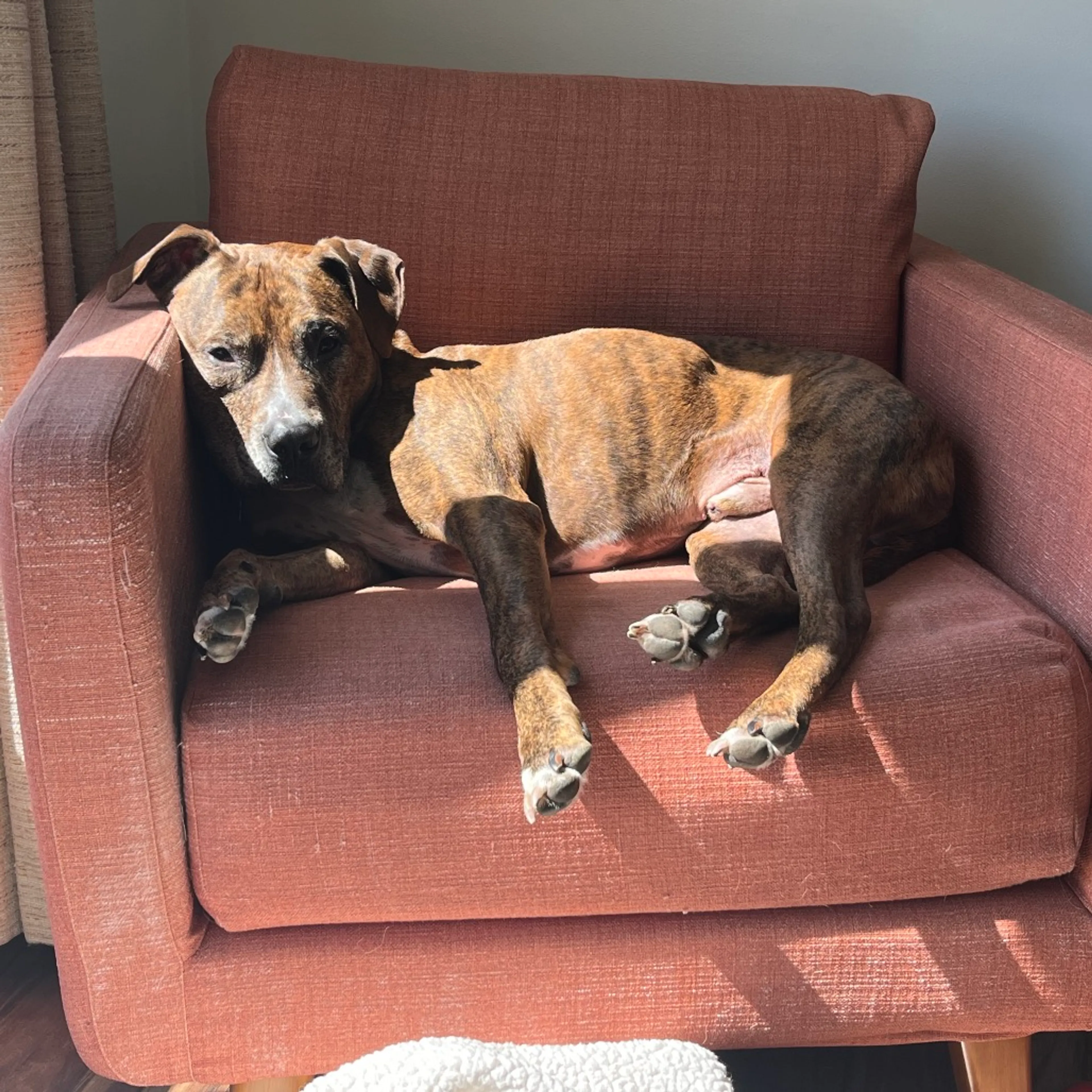 Found pet-41