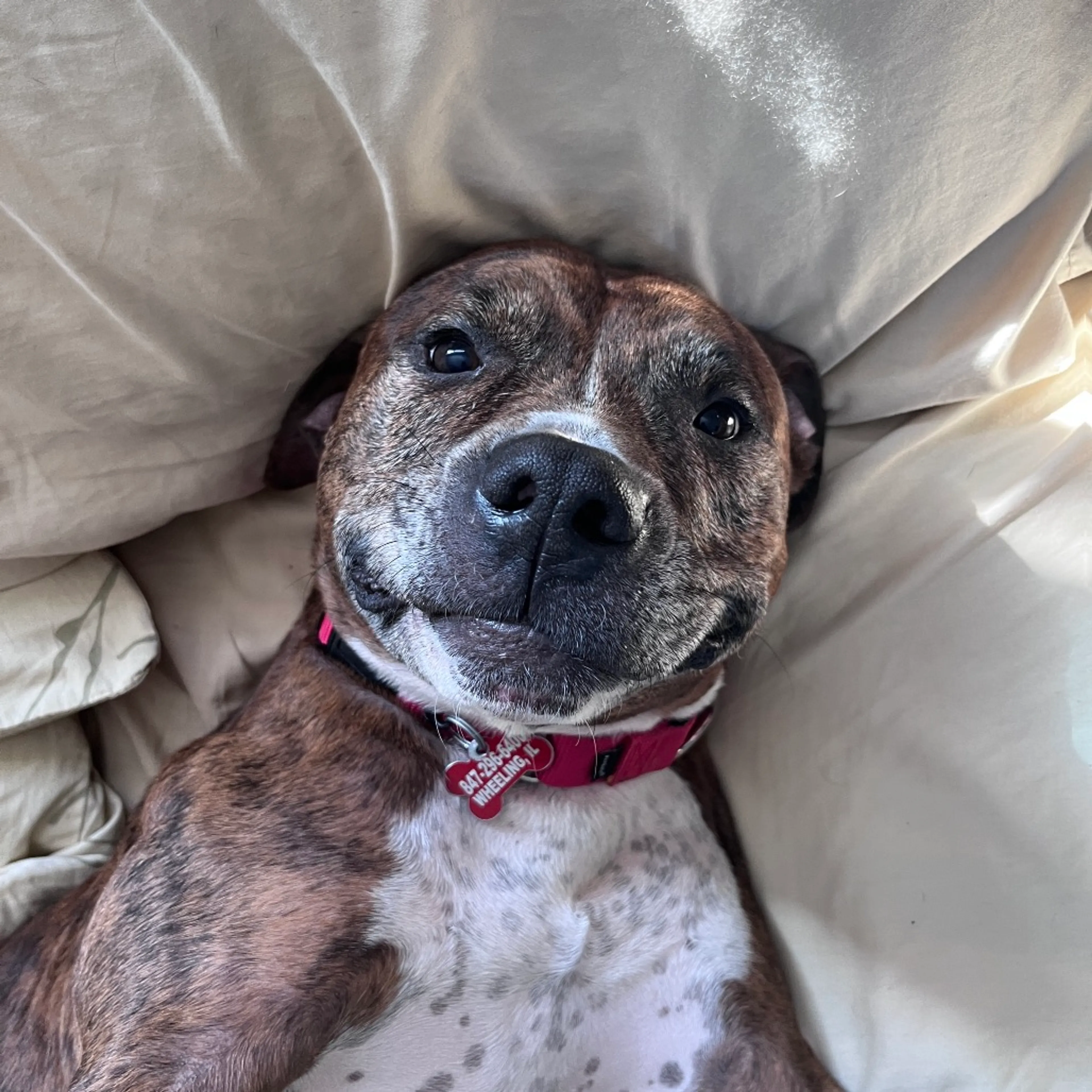 Found pet-34