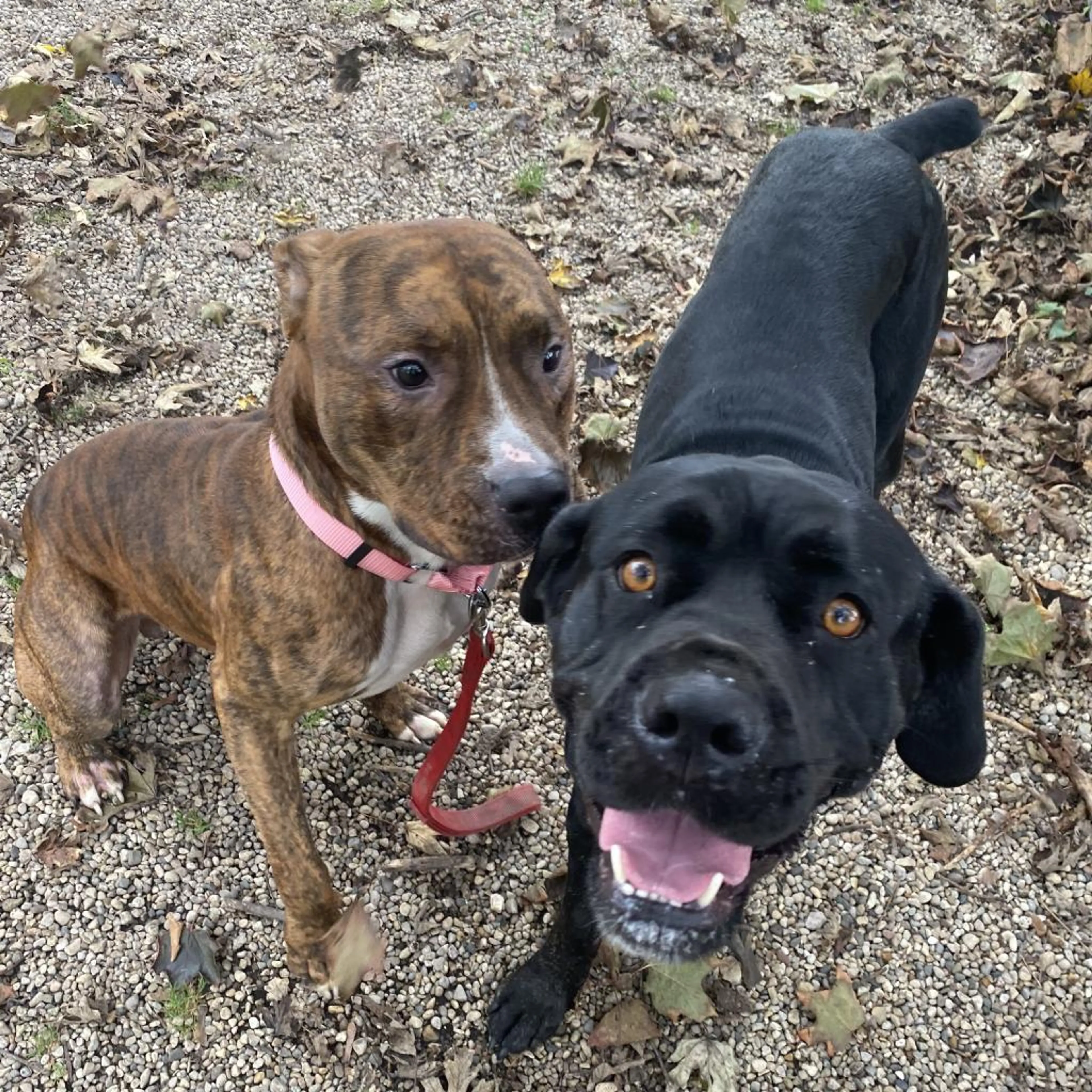 Found pet-6