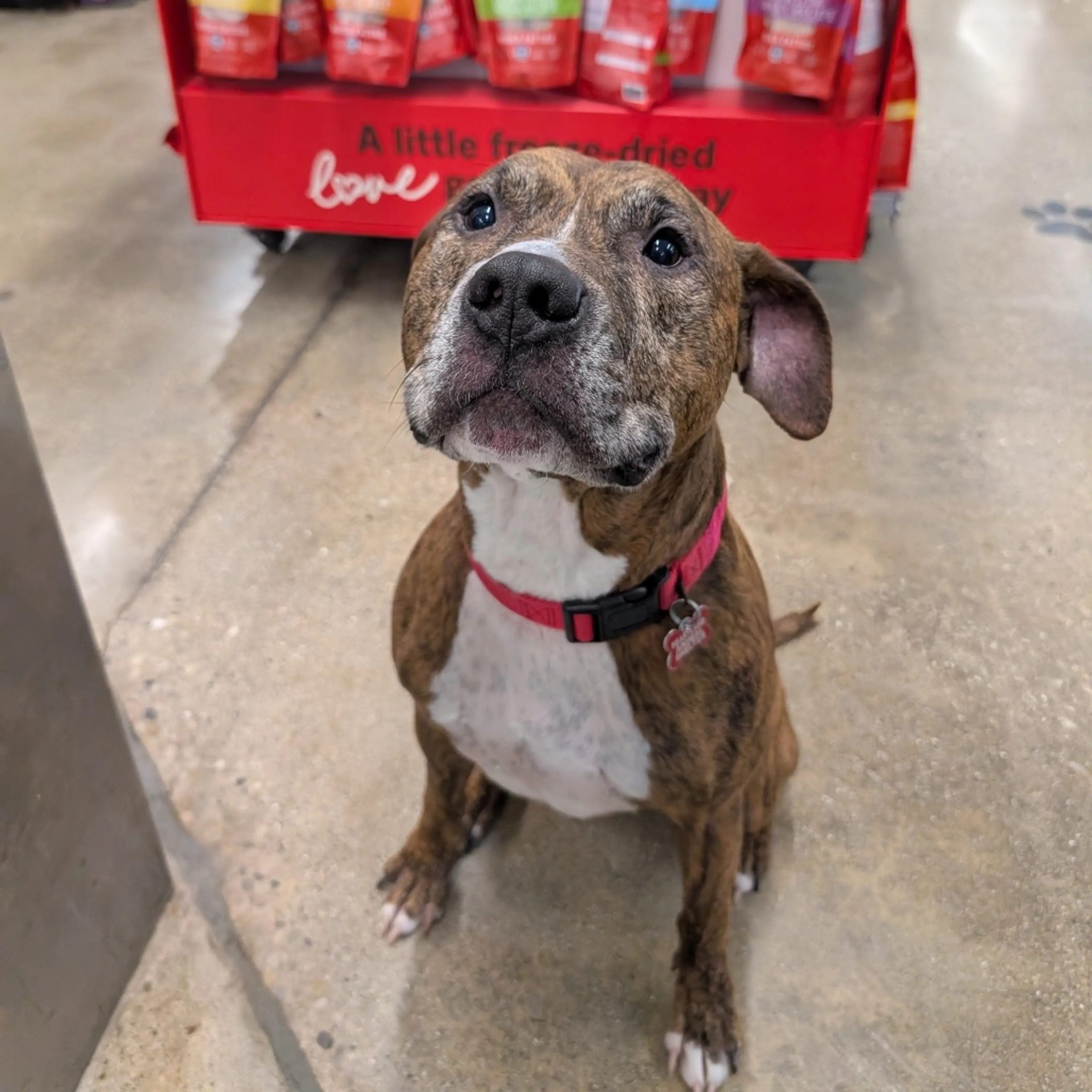 Found pet-47