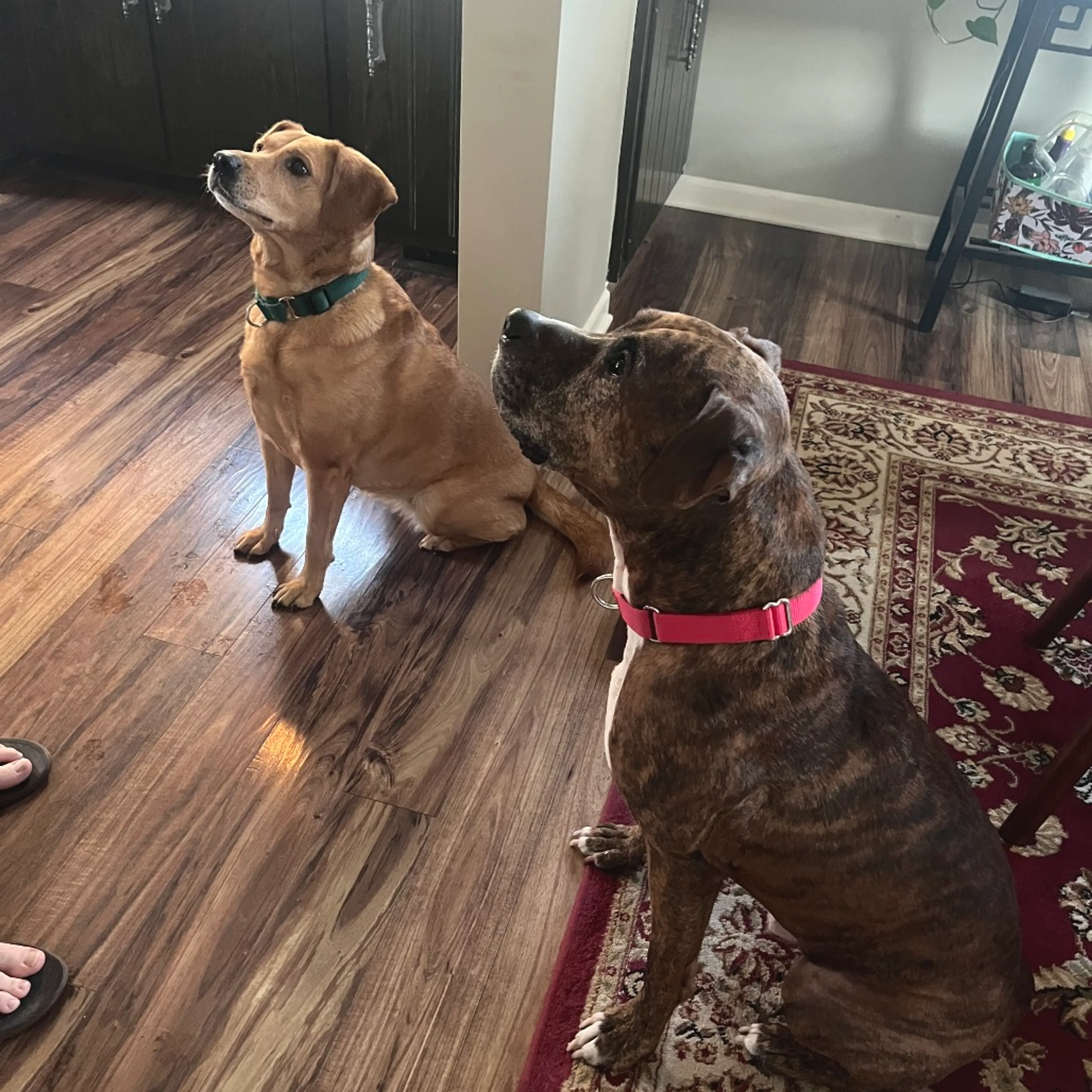 Found pet-26