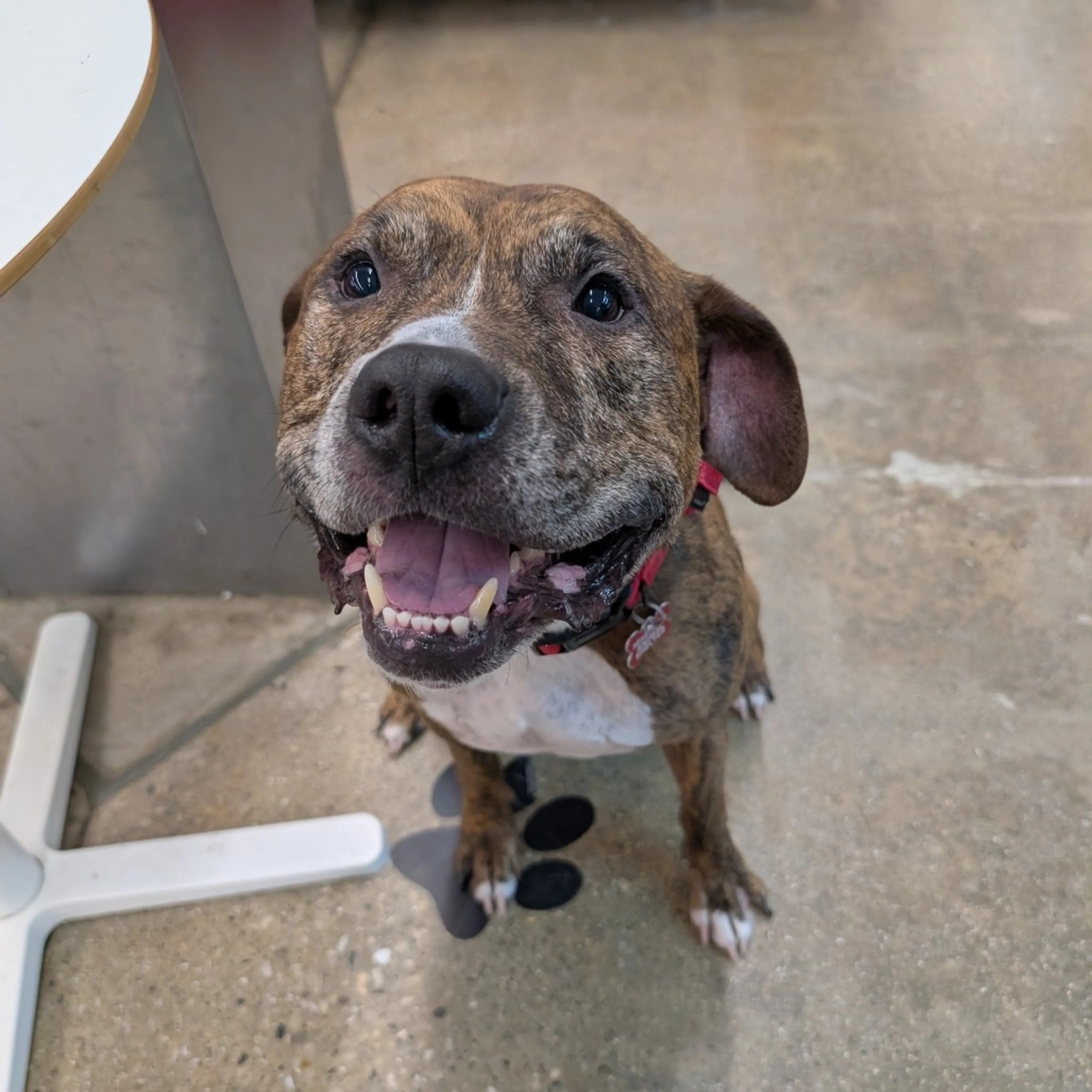 Found pet-46