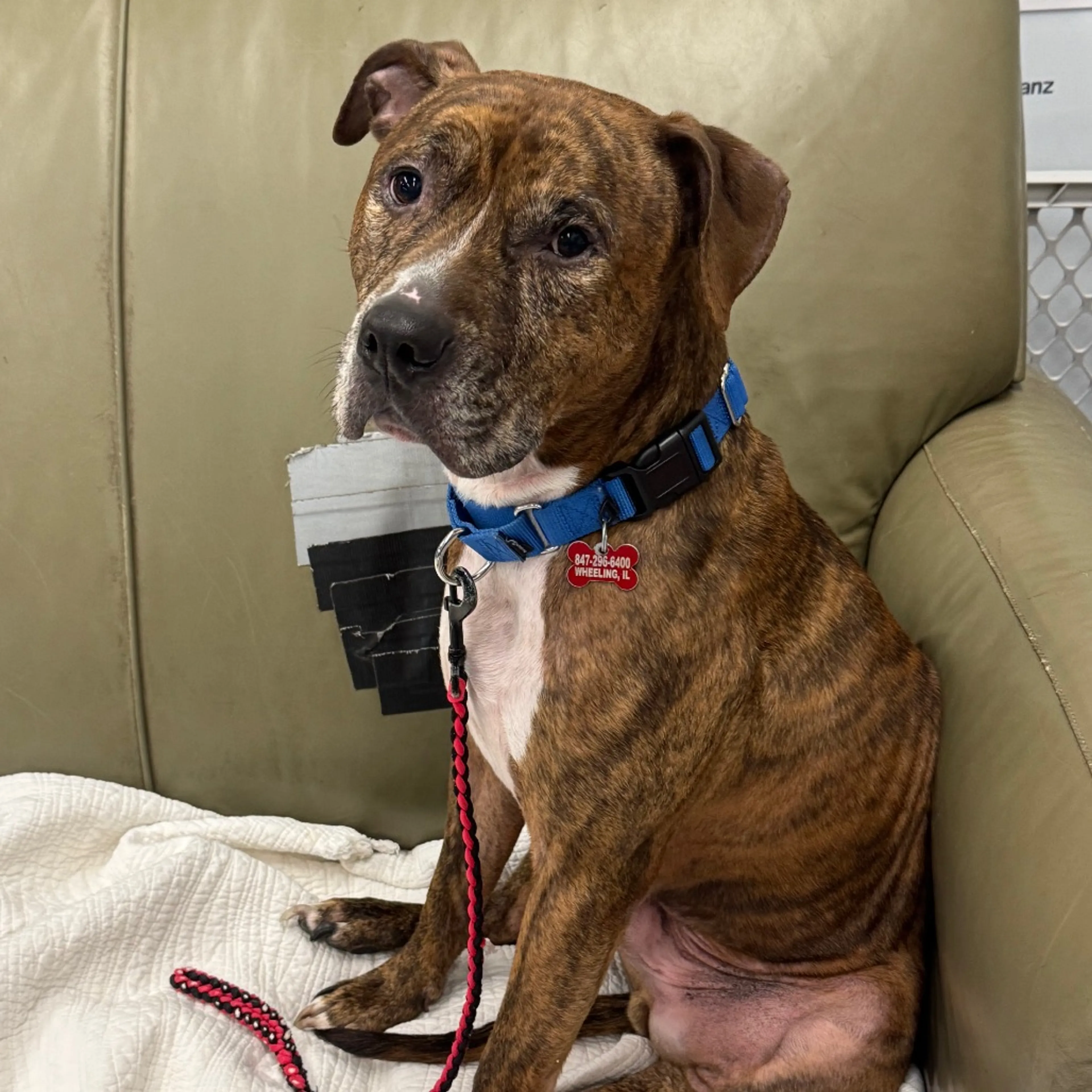 Found pet-27