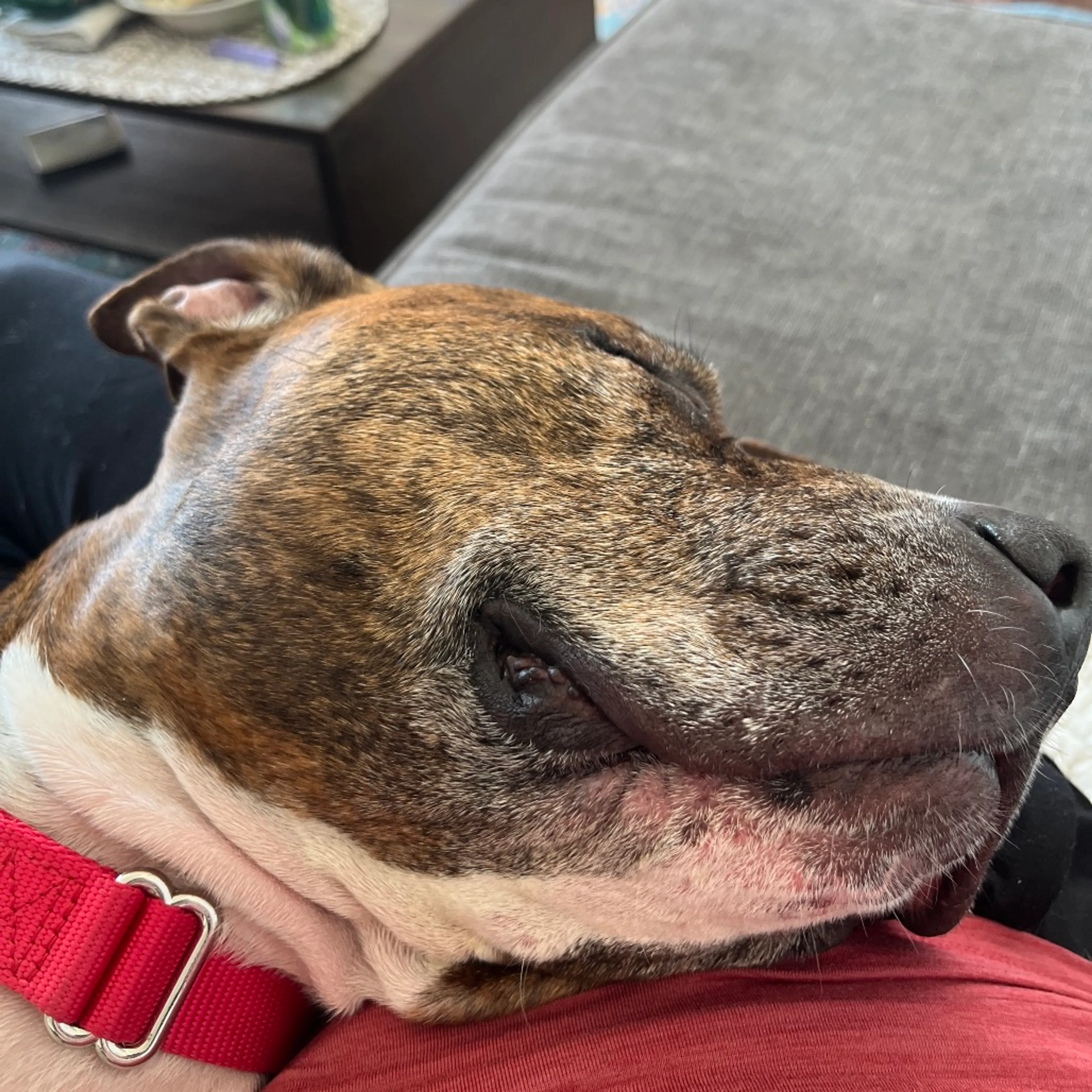 Found pet-31