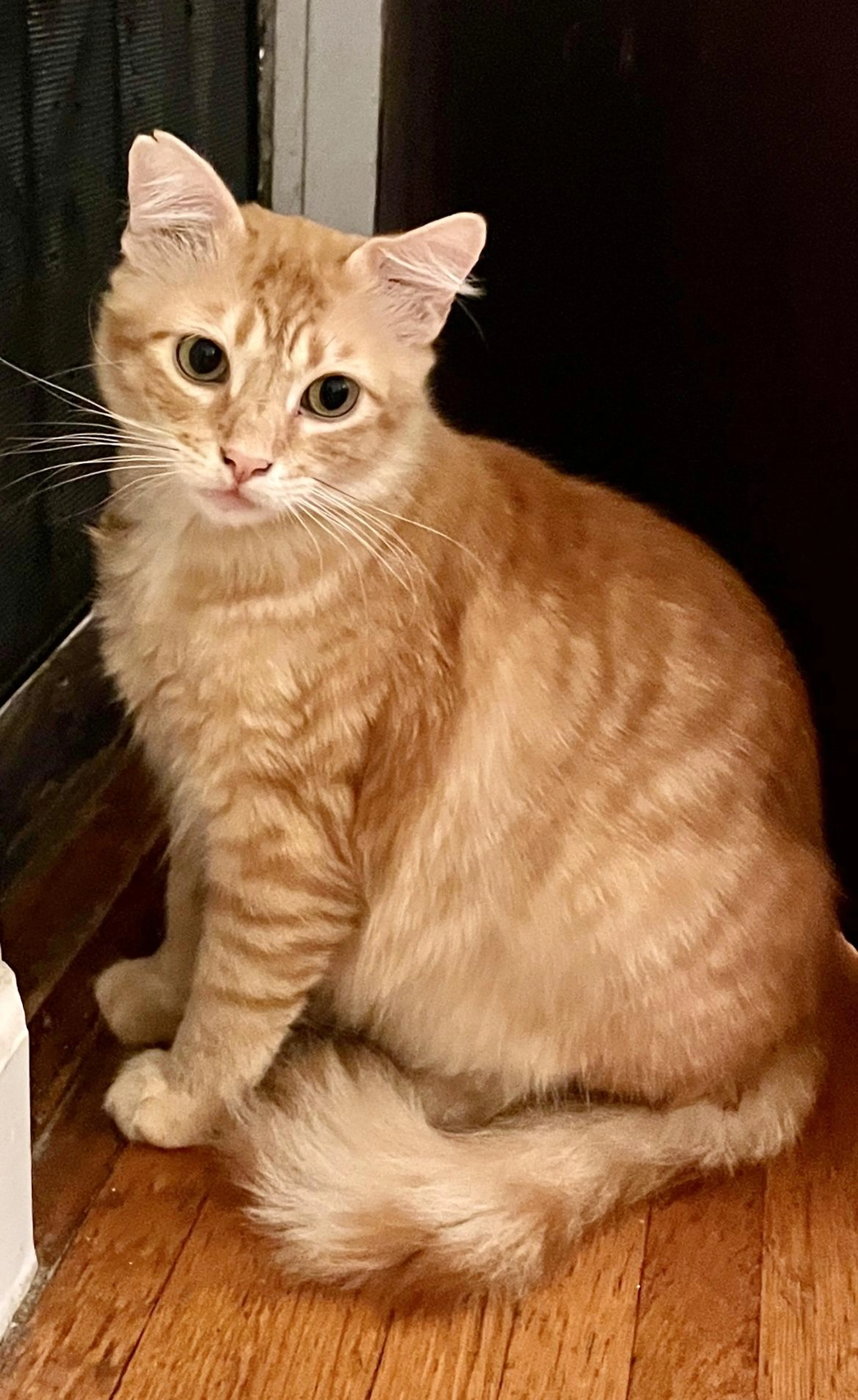 Found pet-2
