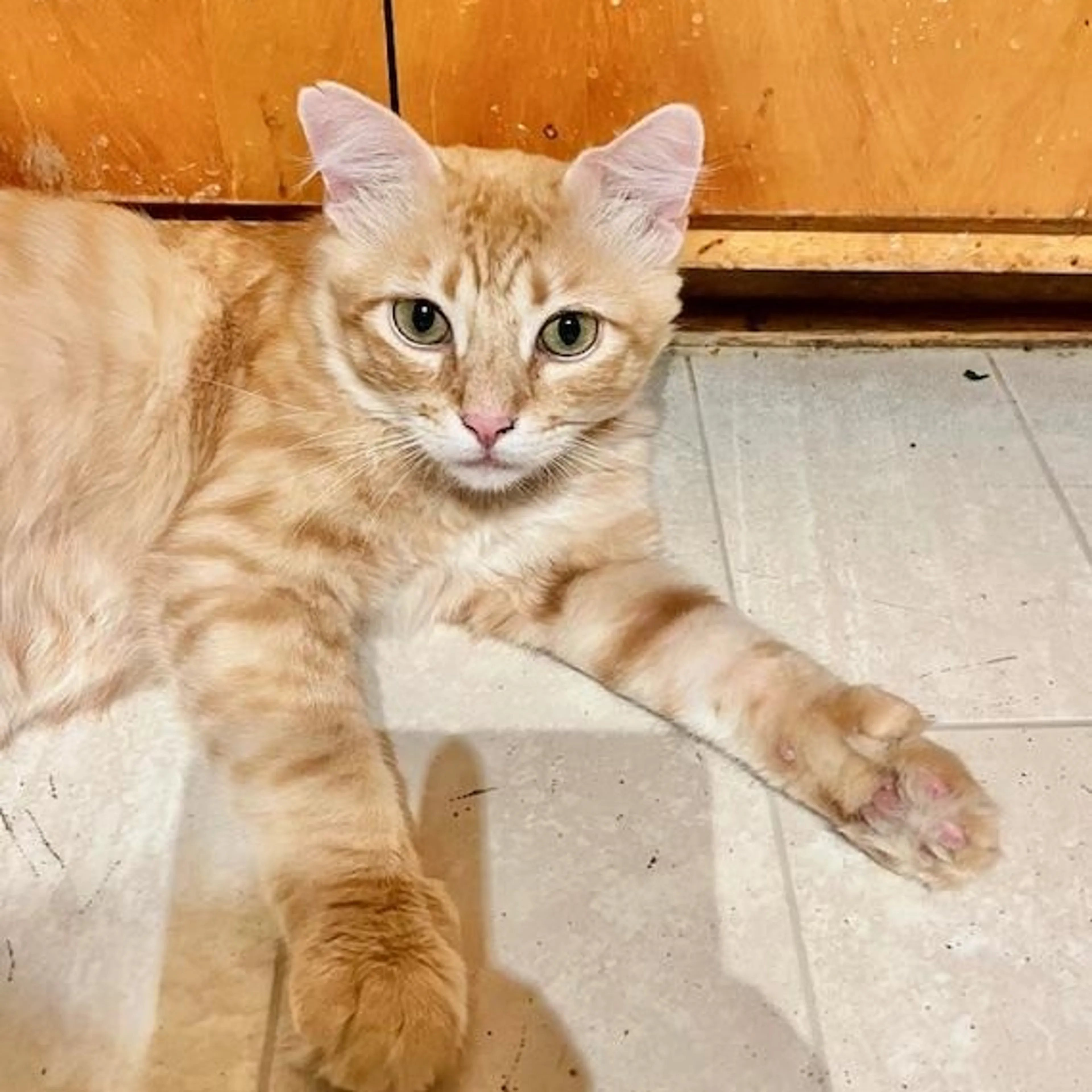 Found pet-1