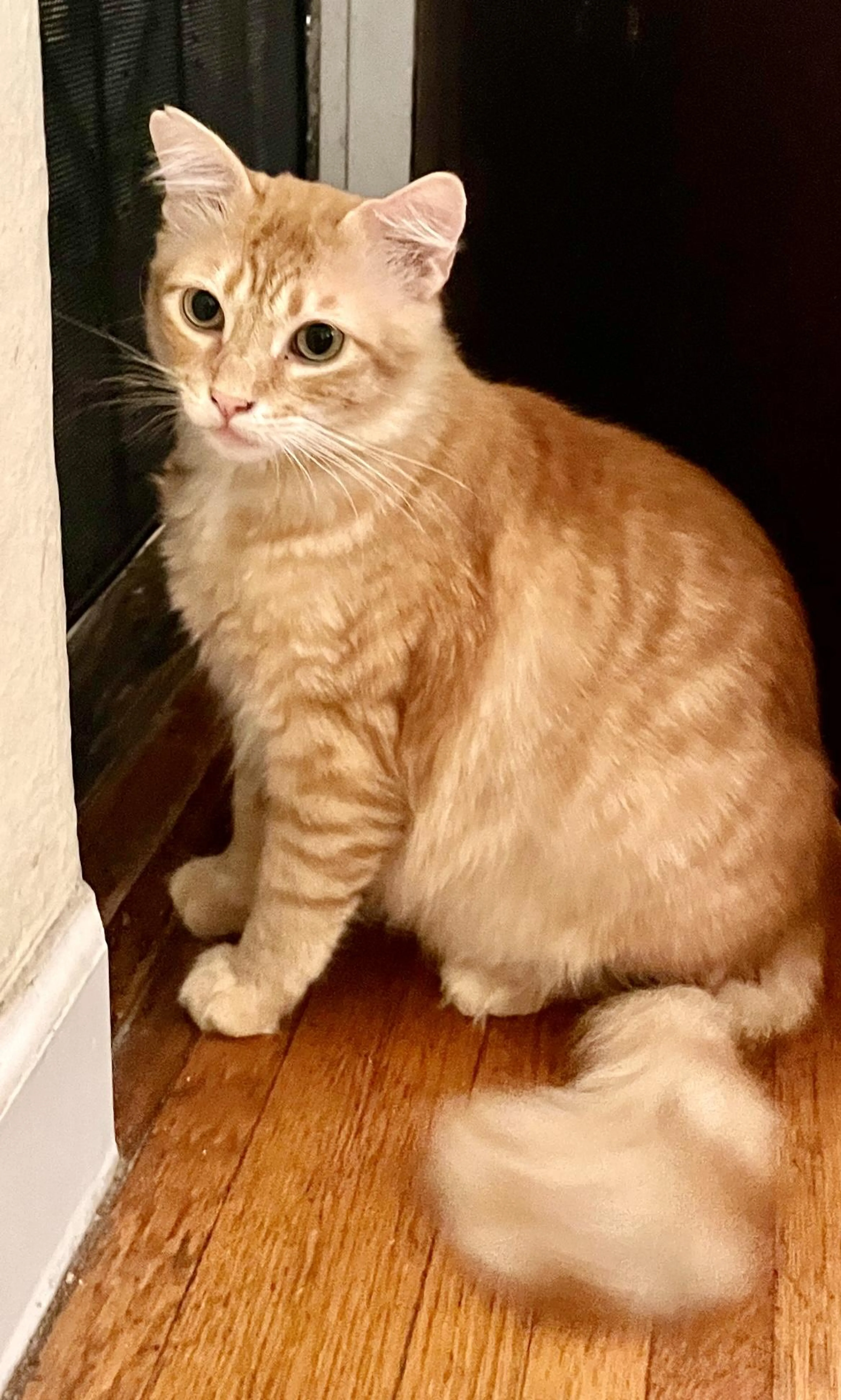 Found pet-0